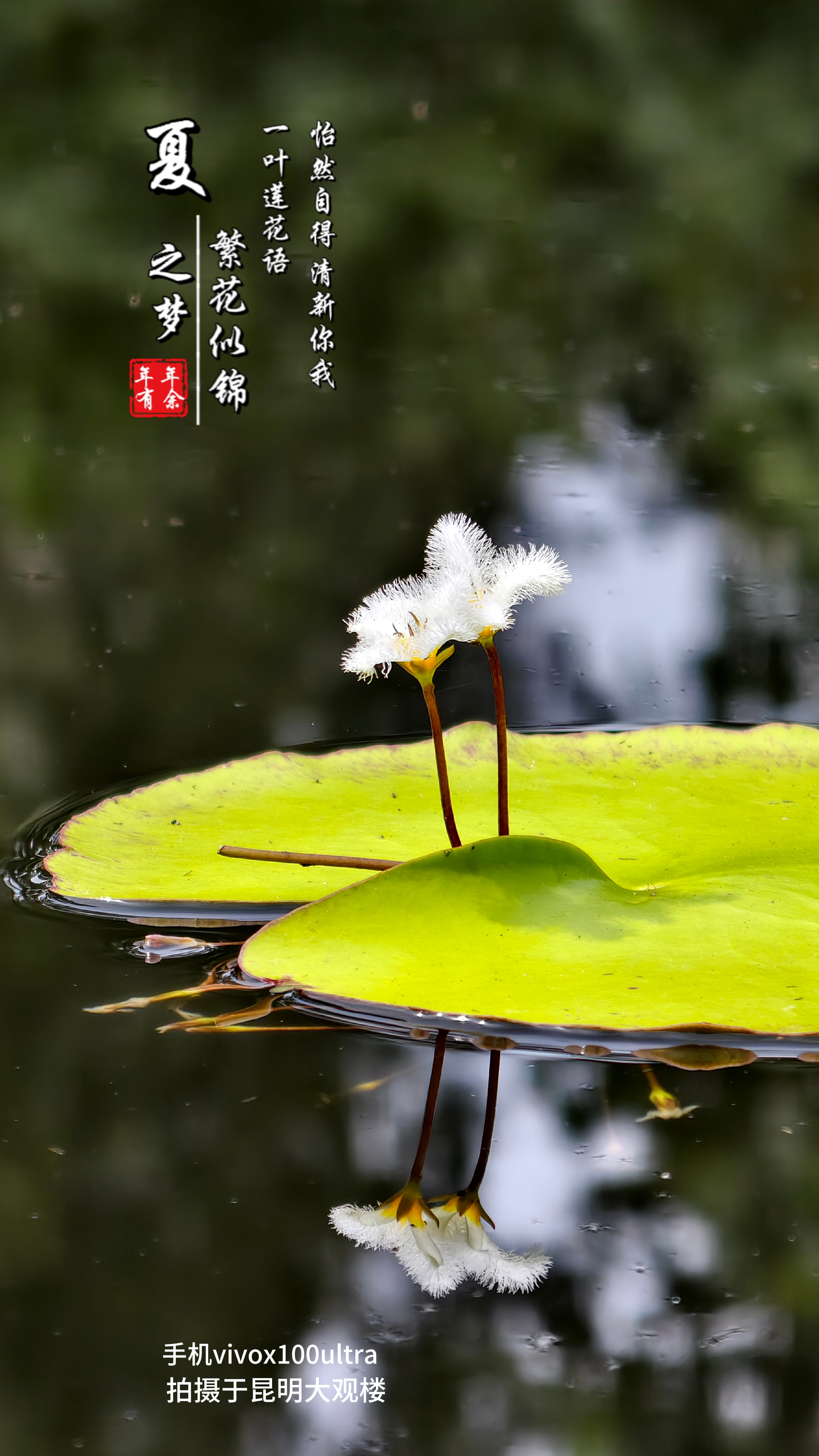 一叶莲,顾名思义,它只有一片叶子,在v型口处隐藏几根细颈,细茎终端便