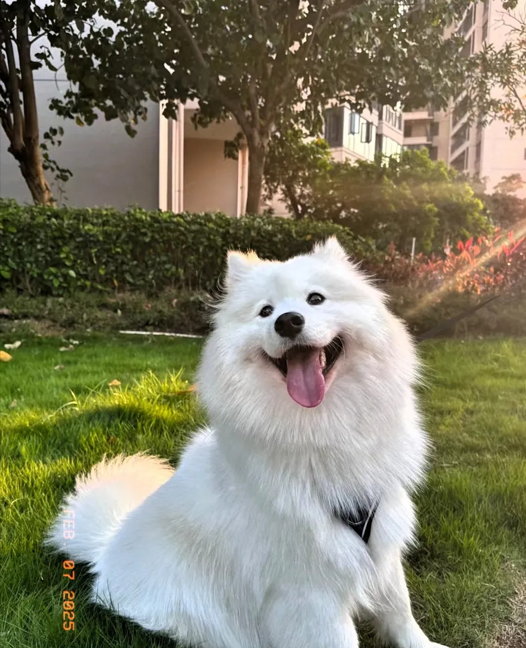5月24日生肖狗运势(5月24日生肖狗运势如何)
