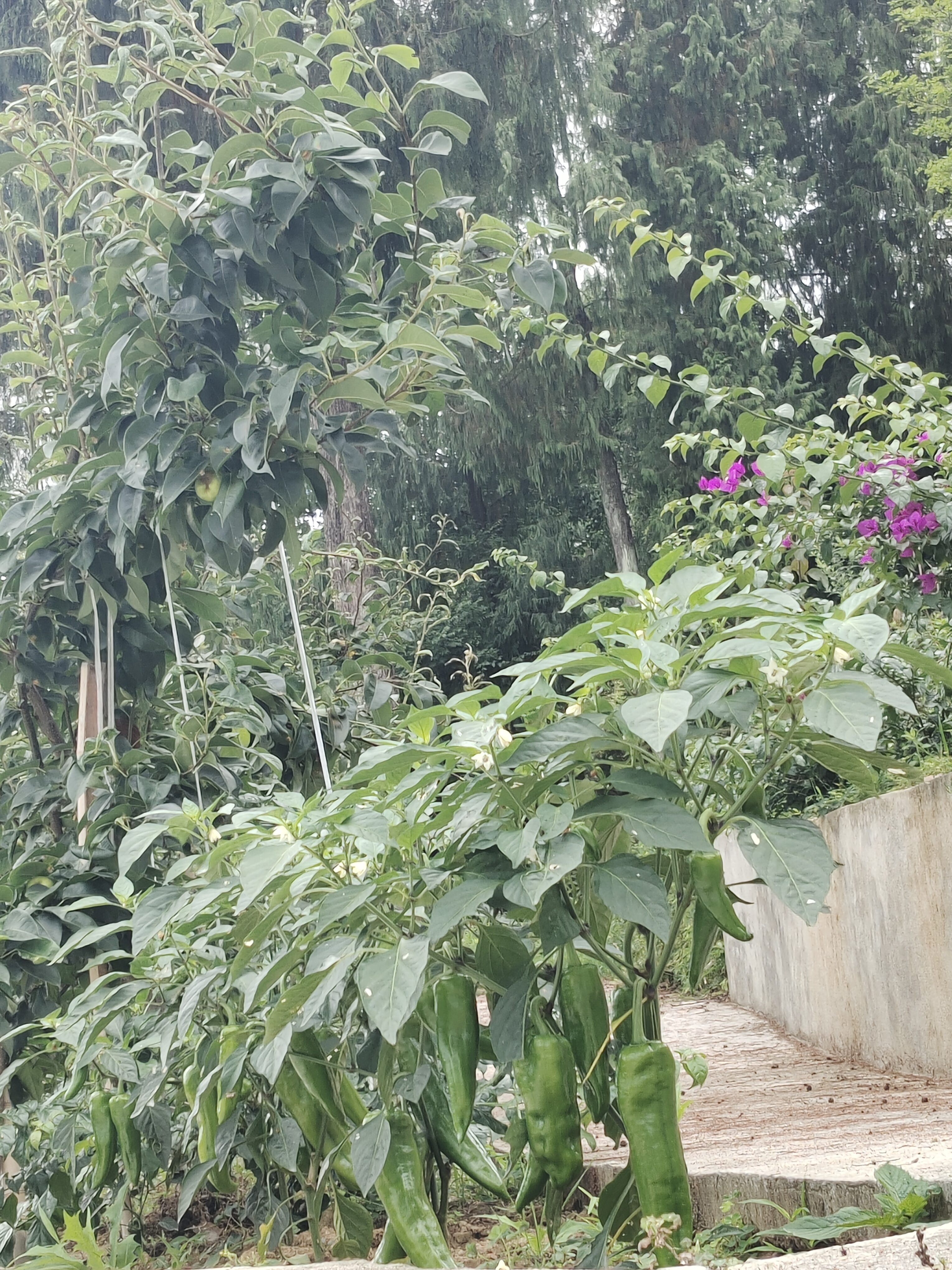 菜篮子工程,科技种蔬菜,满园色彩惹人爱🧞‍♀️感恩宝宝来观看