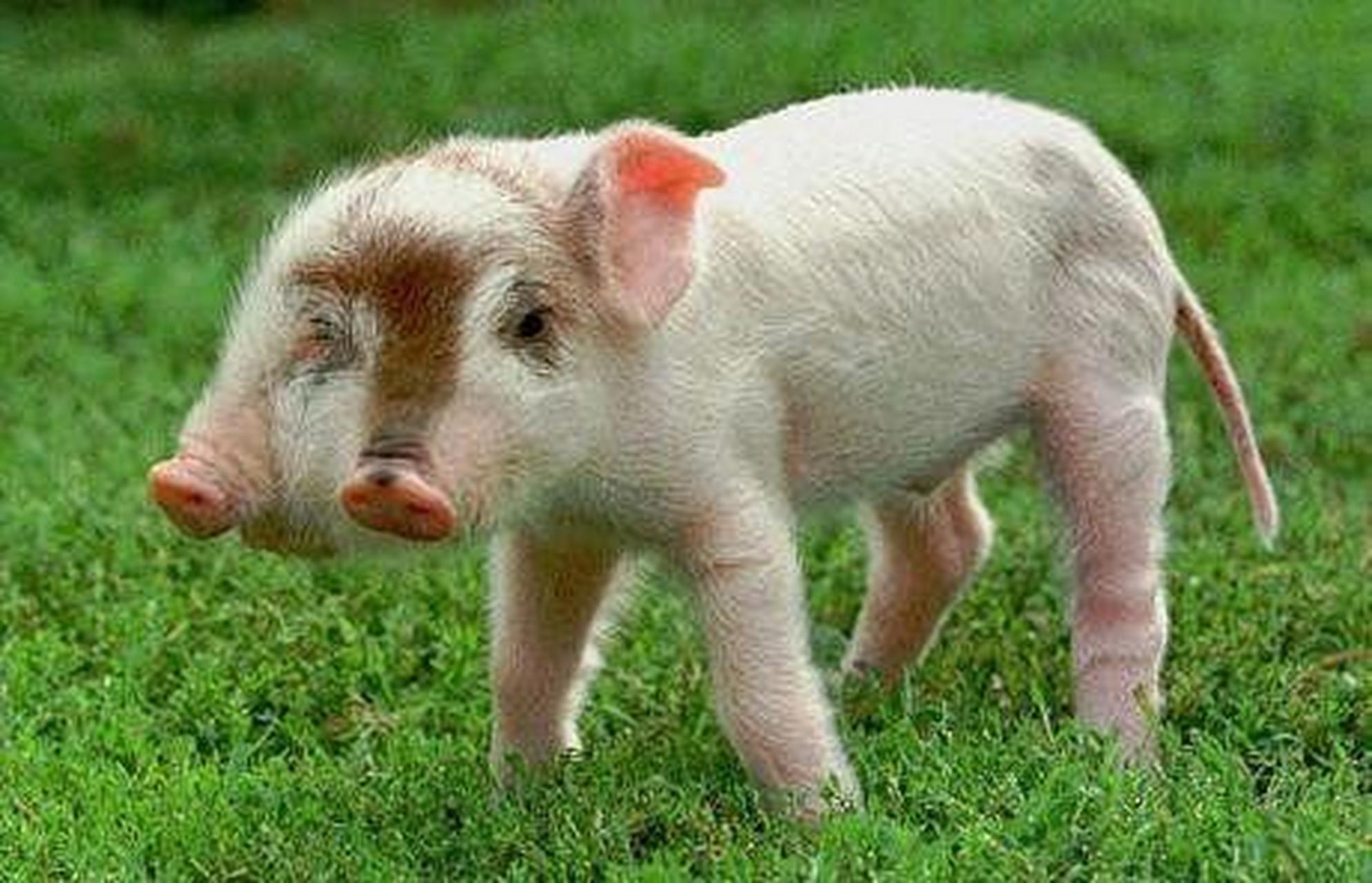 英国巨大老鼠窜上街 ,当地人晚上不敢睡觉.