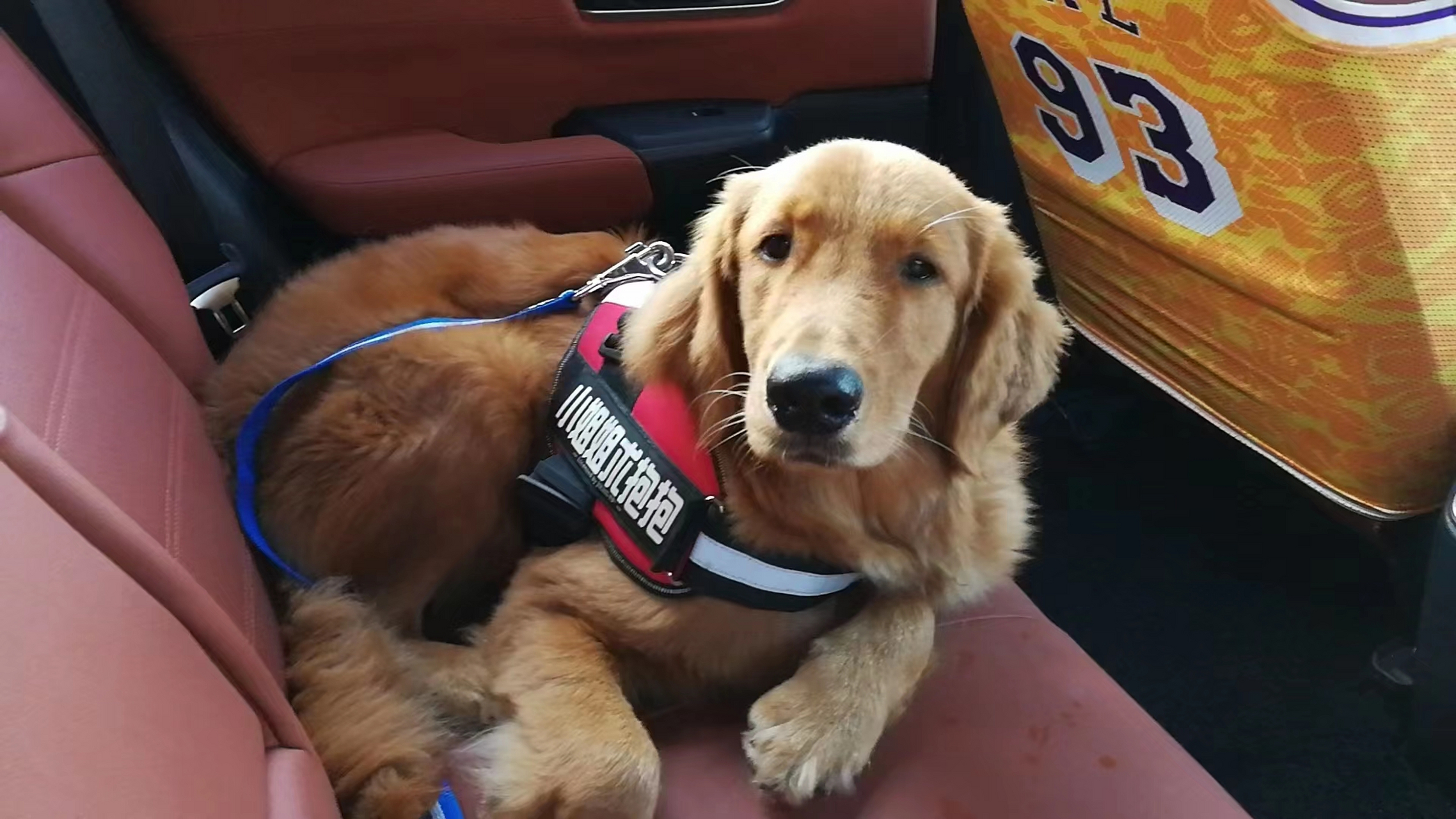 个理由# 网红狗八一去世引起大家热议,咱家也有一条高大帅的金毛狗,名