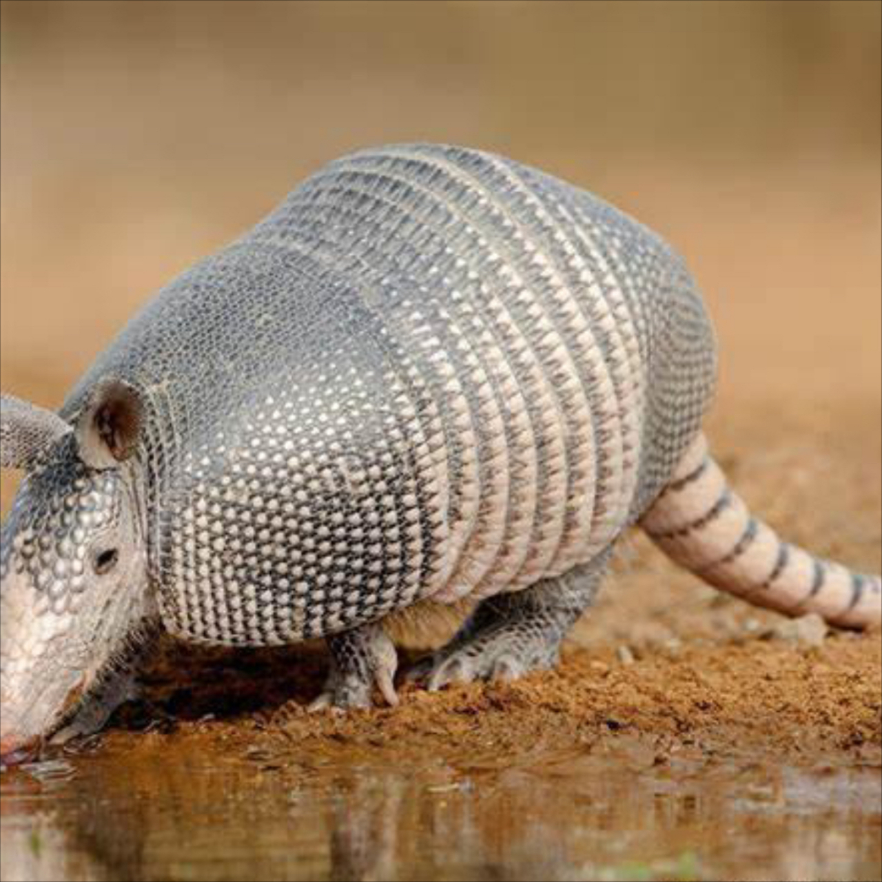 朋友们,见到这个动物不要害怕,它叫犰狳,长得和穿山甲差不多,属于甲木