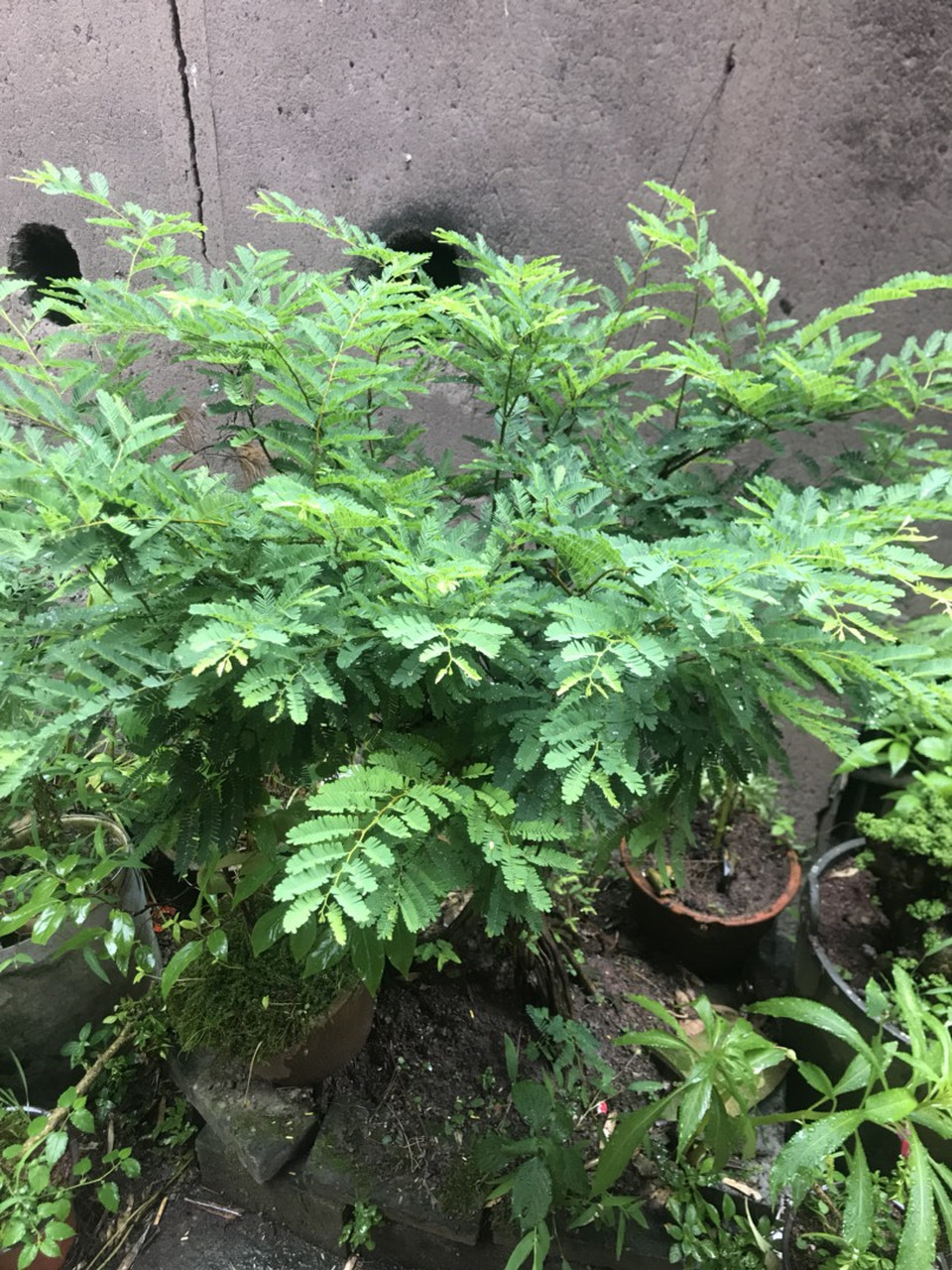 降龙木盆景 观杆观叶 美单了哈 传说还可以招财 振宅 辟邪的哦 喜欢