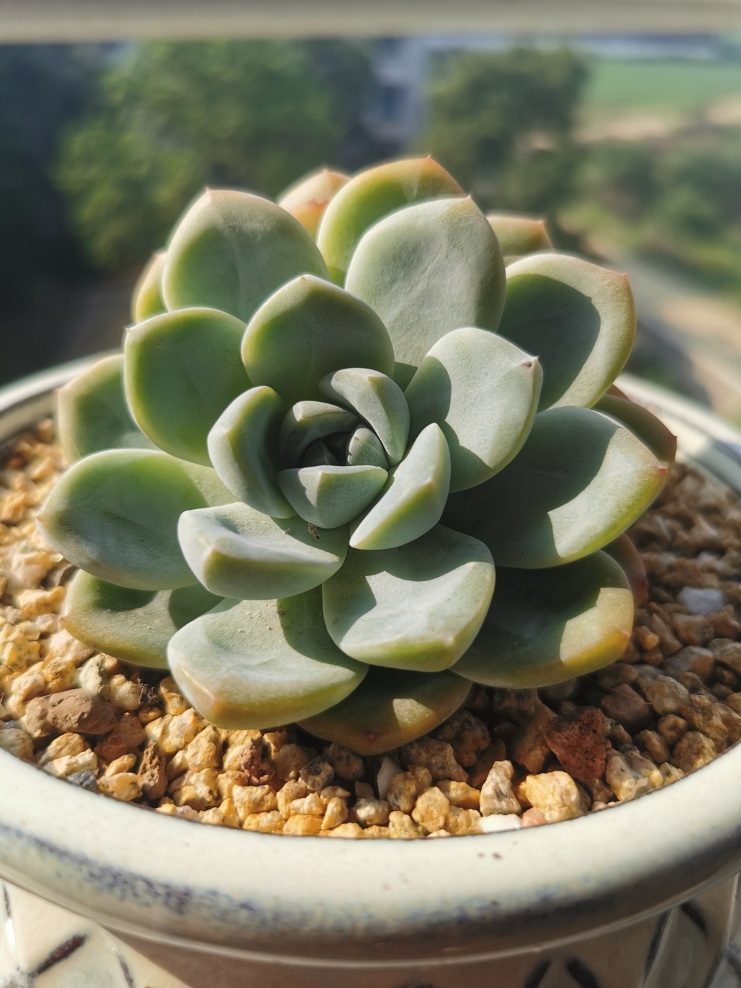 看看我的多肉在夏日的晨光里多么的美丽