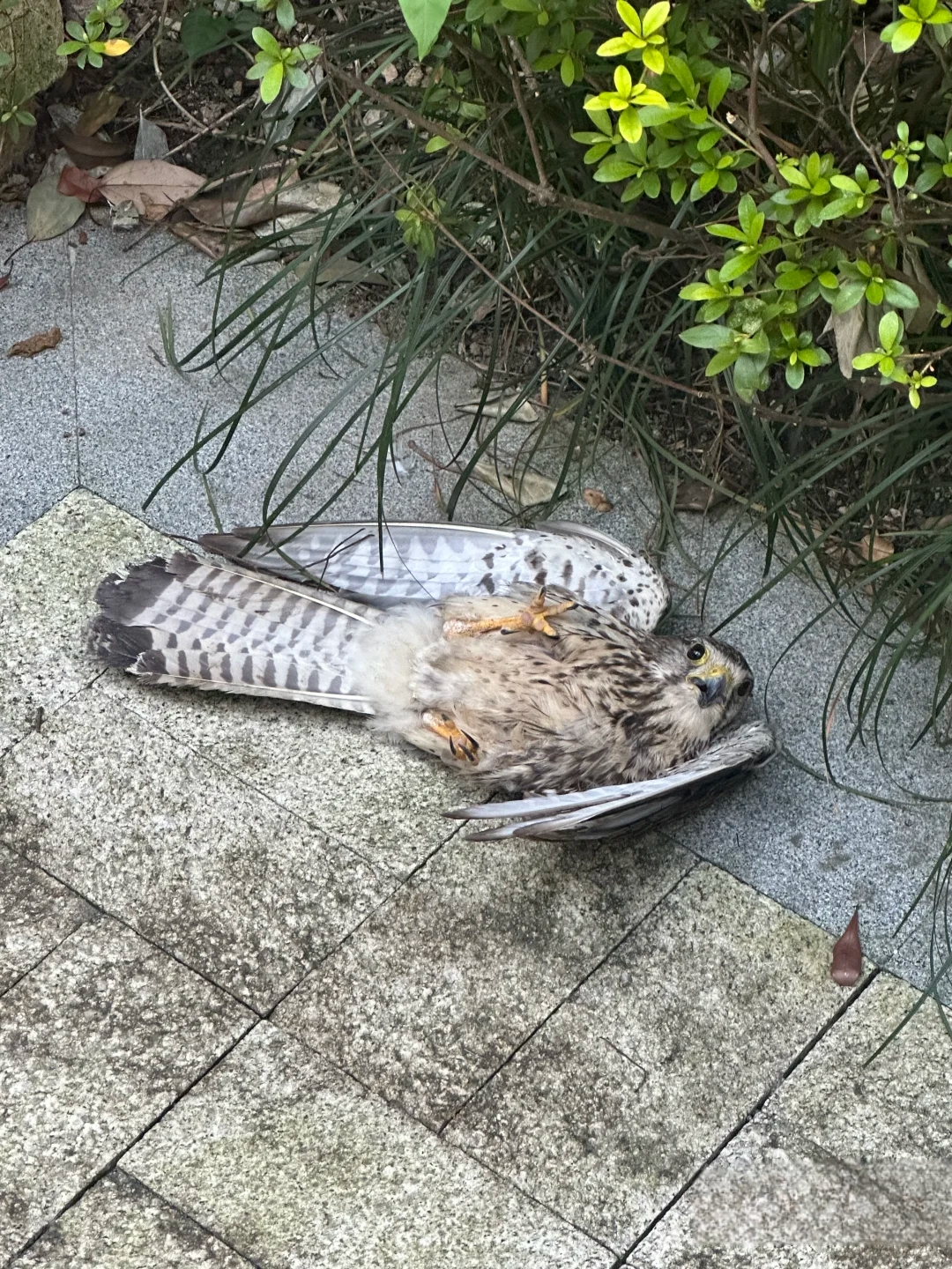 朋友邀约去逛街,路上遇到了一只受伤的鸟,翅膀好像断掉了,天气有些热,