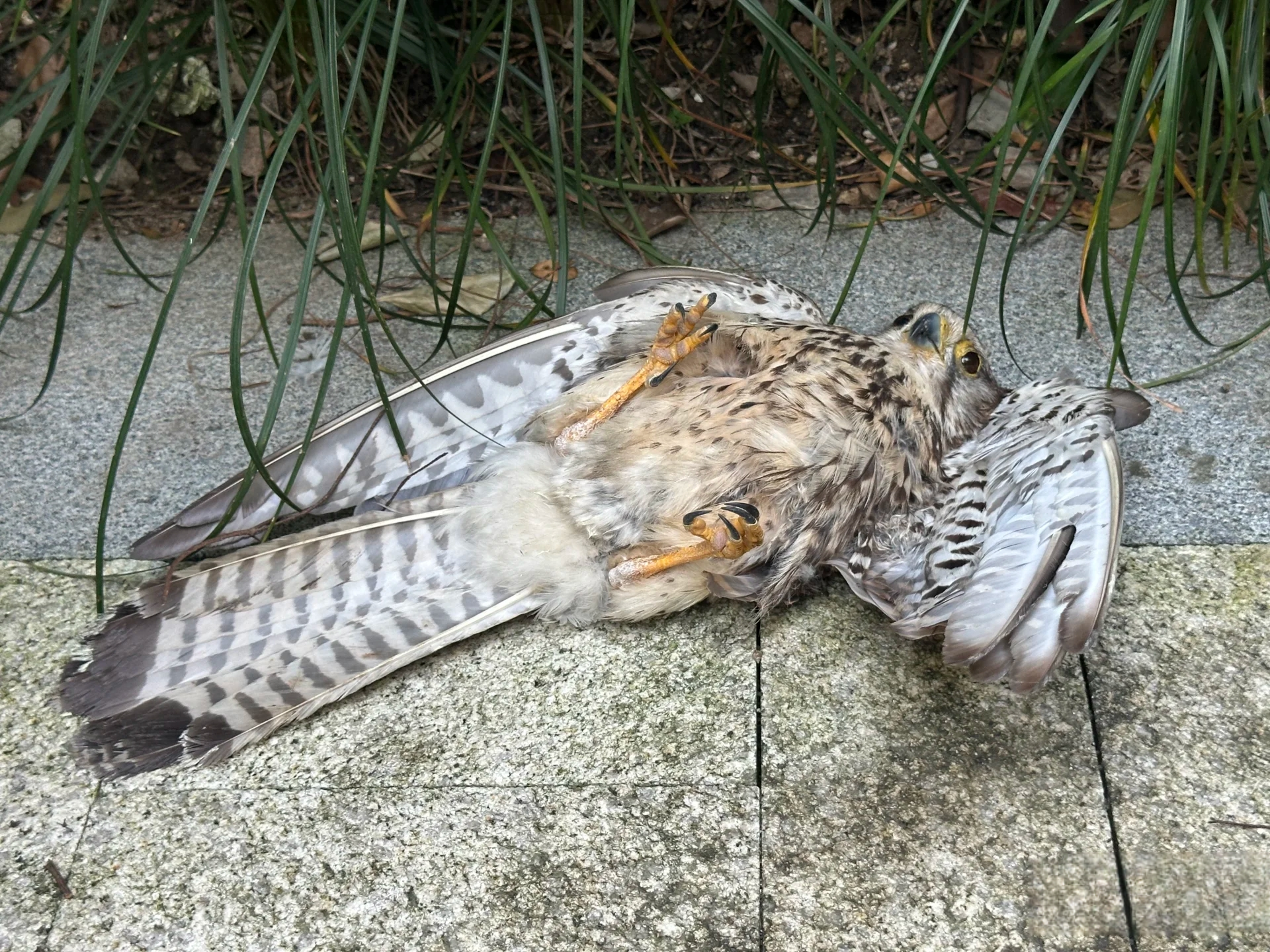 朋友邀约去逛街,路上遇到了一只受伤的鸟,翅膀好像断掉了,天气有些热,