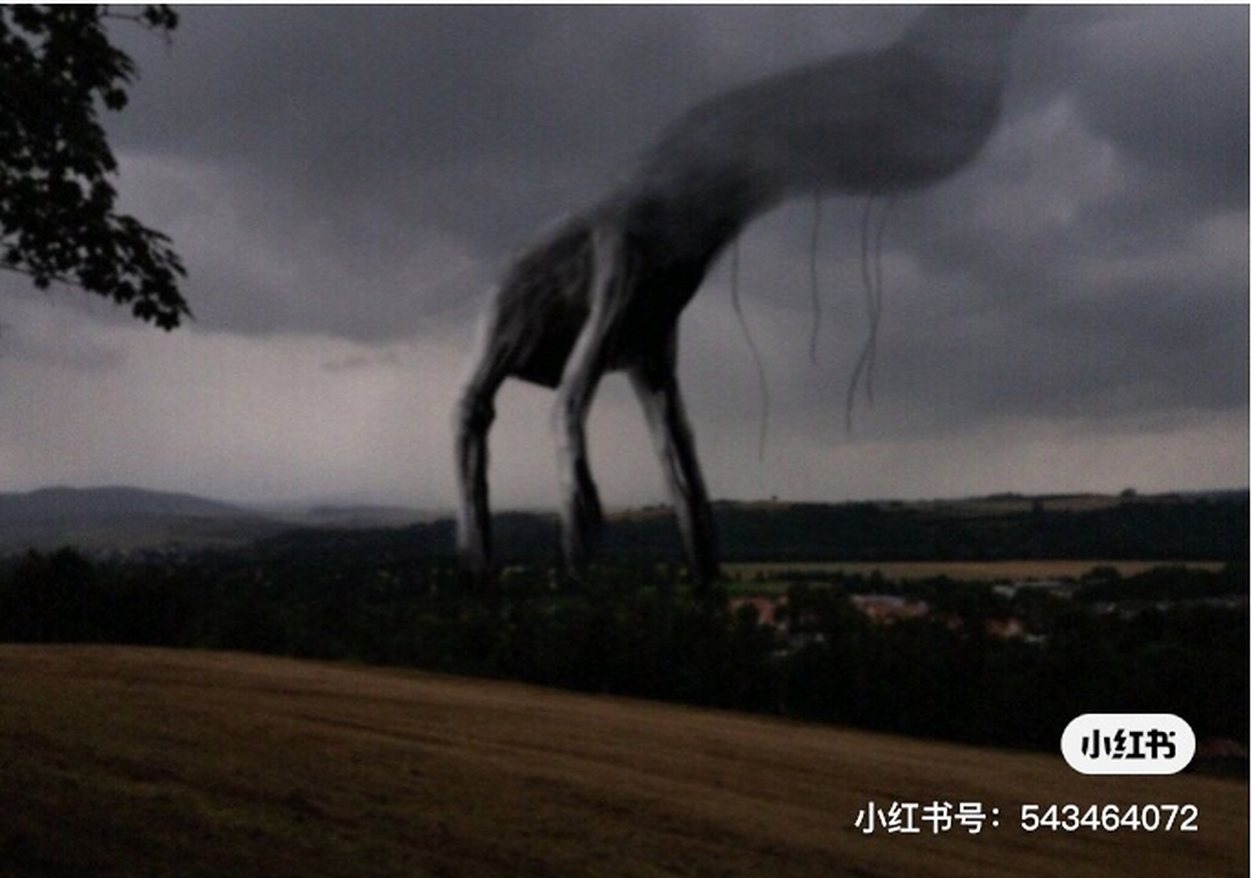 桥梁蠕虫的一生