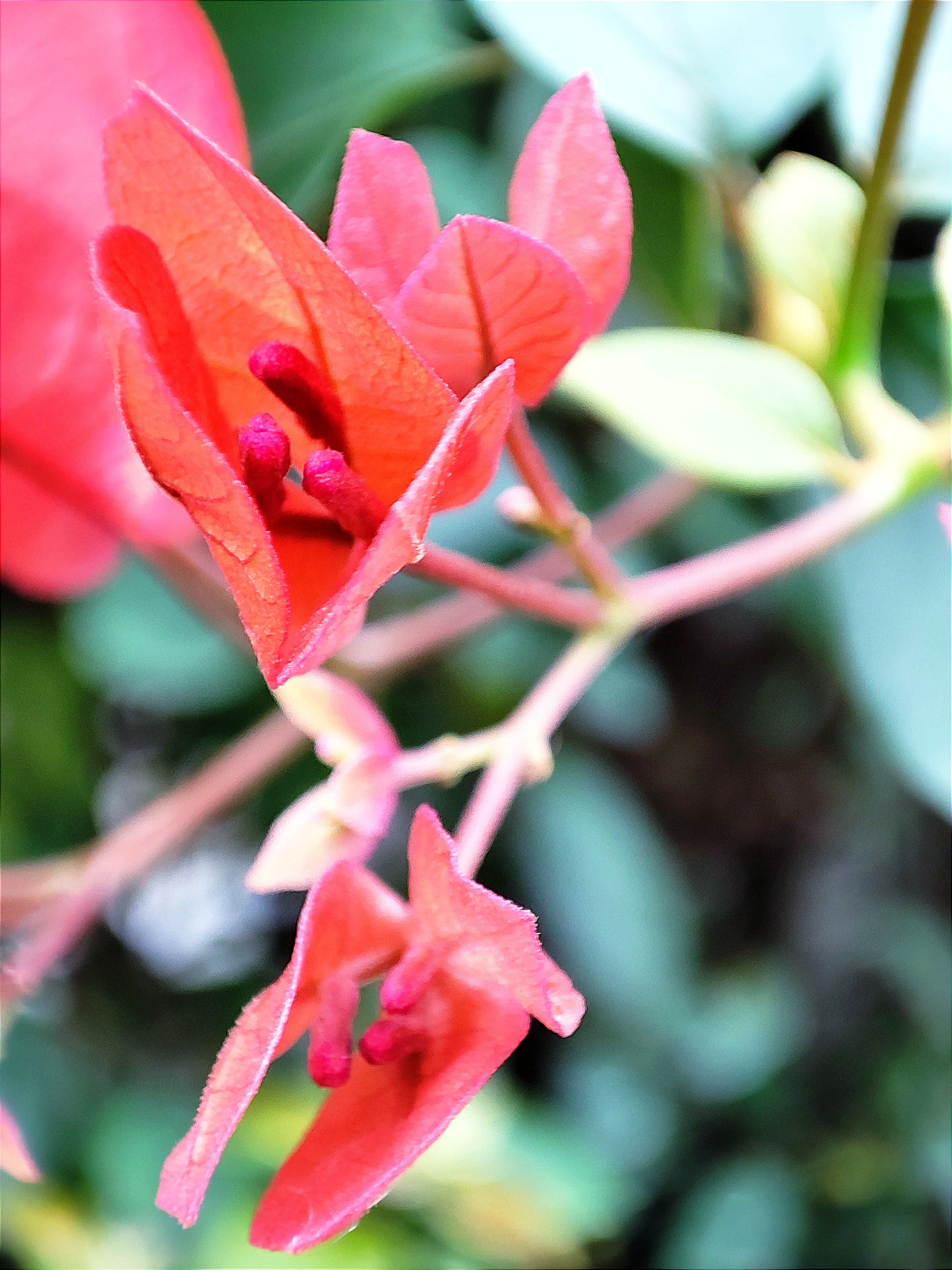 绝美三角梅,红艳盛开如诗如画   [雪花]在寒冷的冬日,三角梅傲然挺立