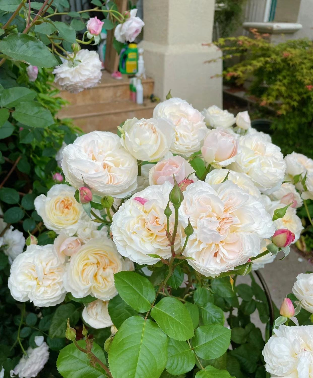 月季巴黎月光月光浪漫 月季图片巴黎月光月季品种介绍巴黎月光月季图