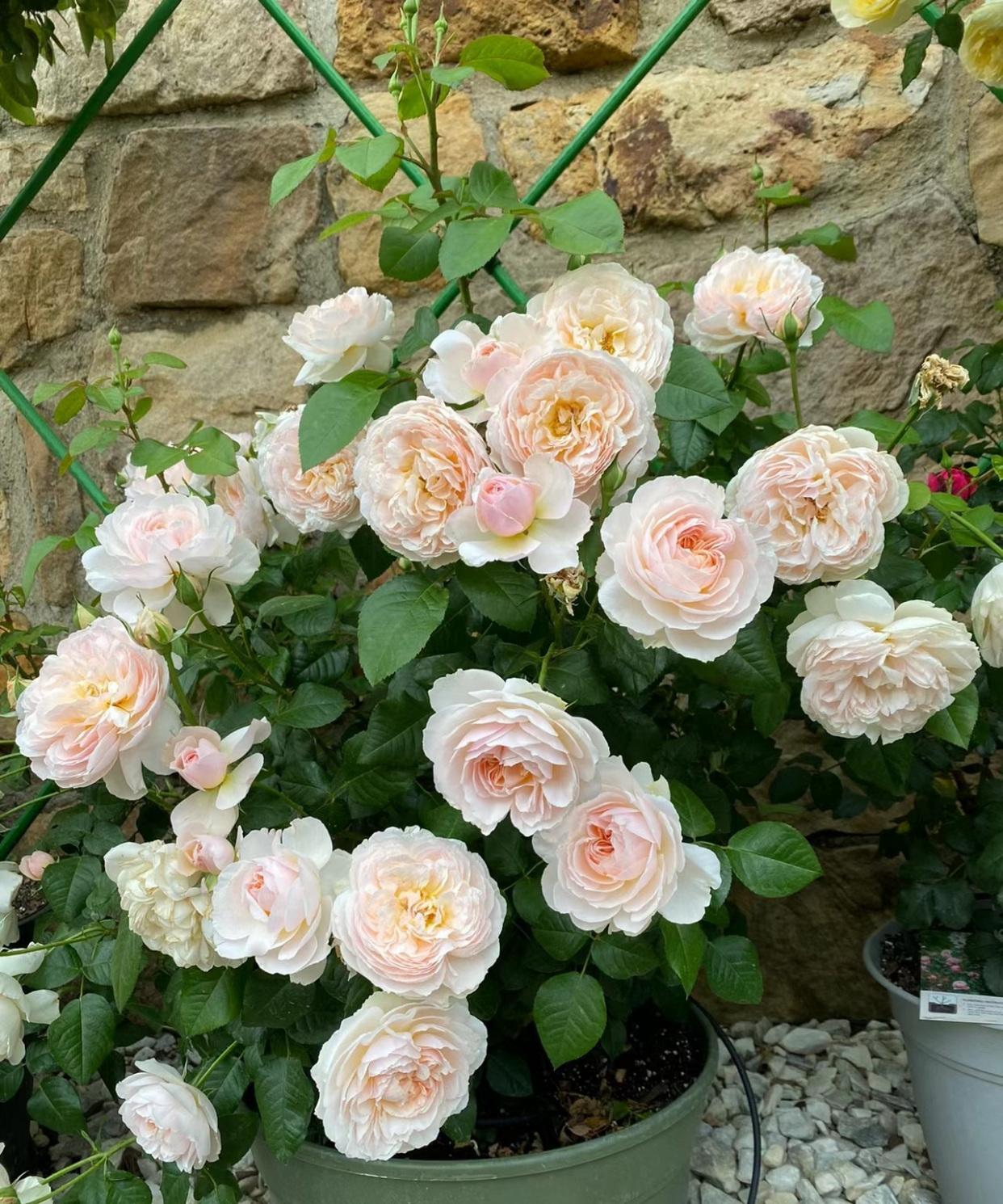 带有浪漫的色彩,家人们你们感觉到了吗巴黎月光月季巴黎月光月季图片