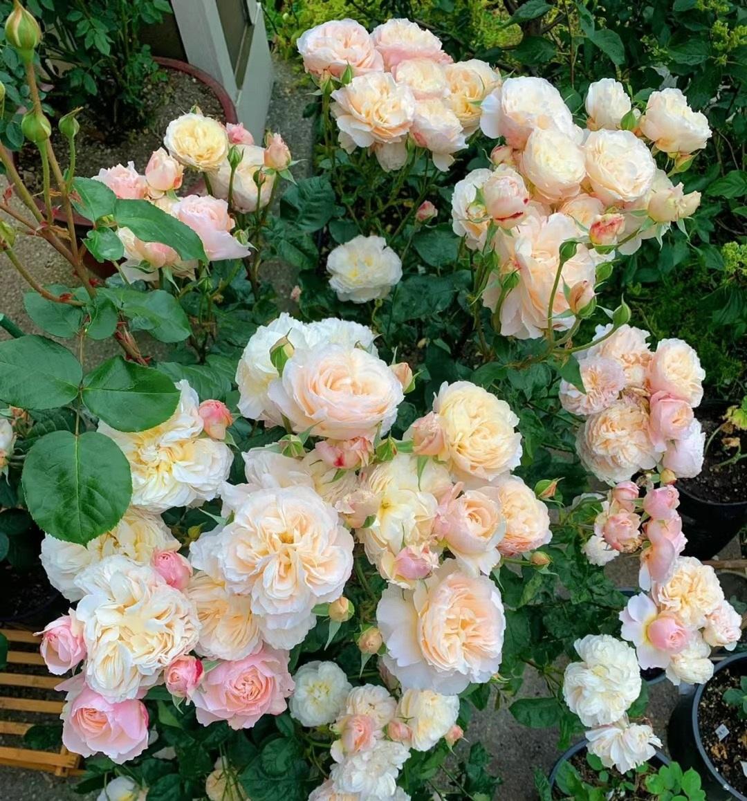 花带有浪漫的色彩,家人们你们感觉到了吗巴黎月光月季花特写法国名花