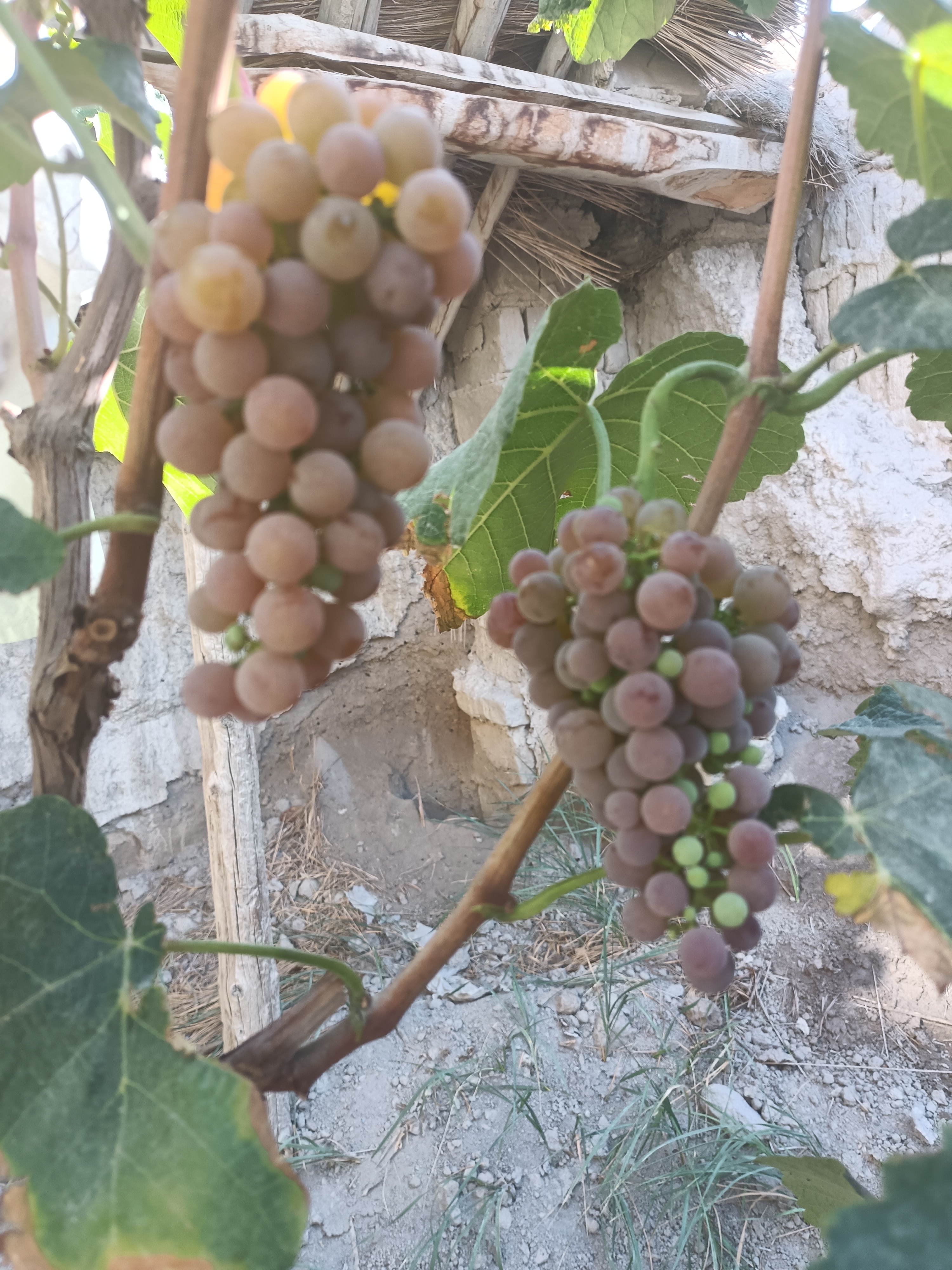 阳光洒落,寒香蜜葡萄熟了.颗颗晶莹,甜美如诗.