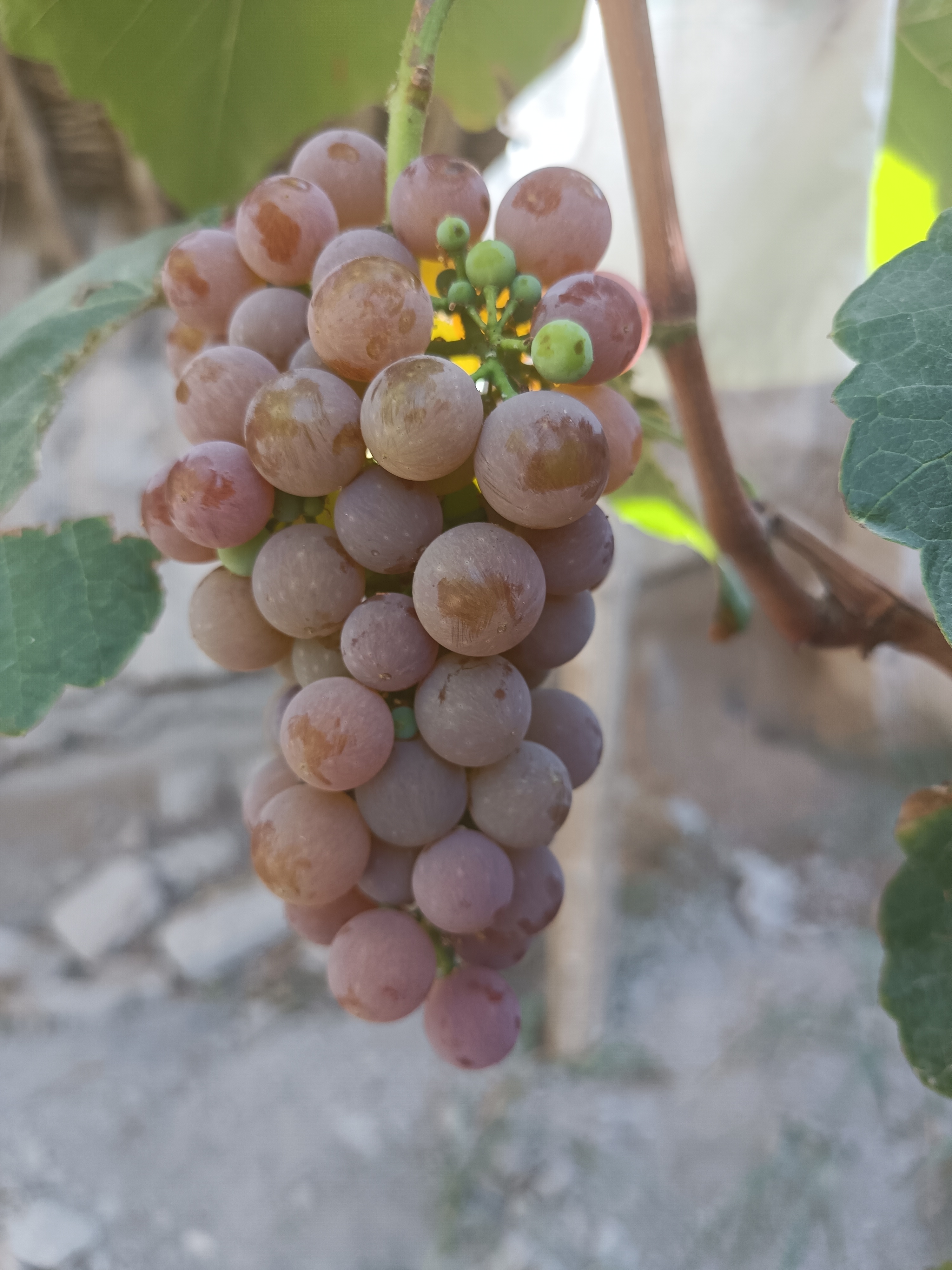 阳光洒落,寒香蜜葡萄熟了.颗颗晶莹,甜美如诗.