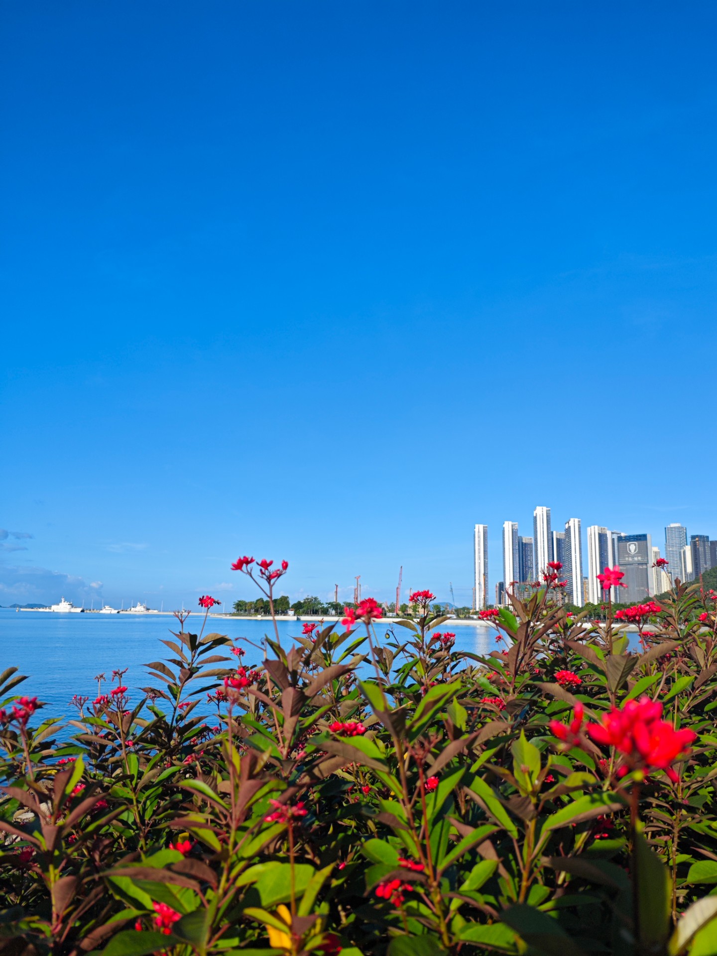 深圳湾美景图片