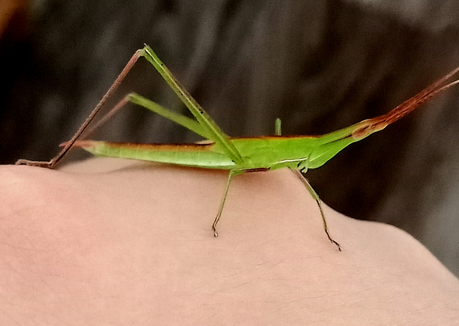 未羽化中华剑角蝗特写