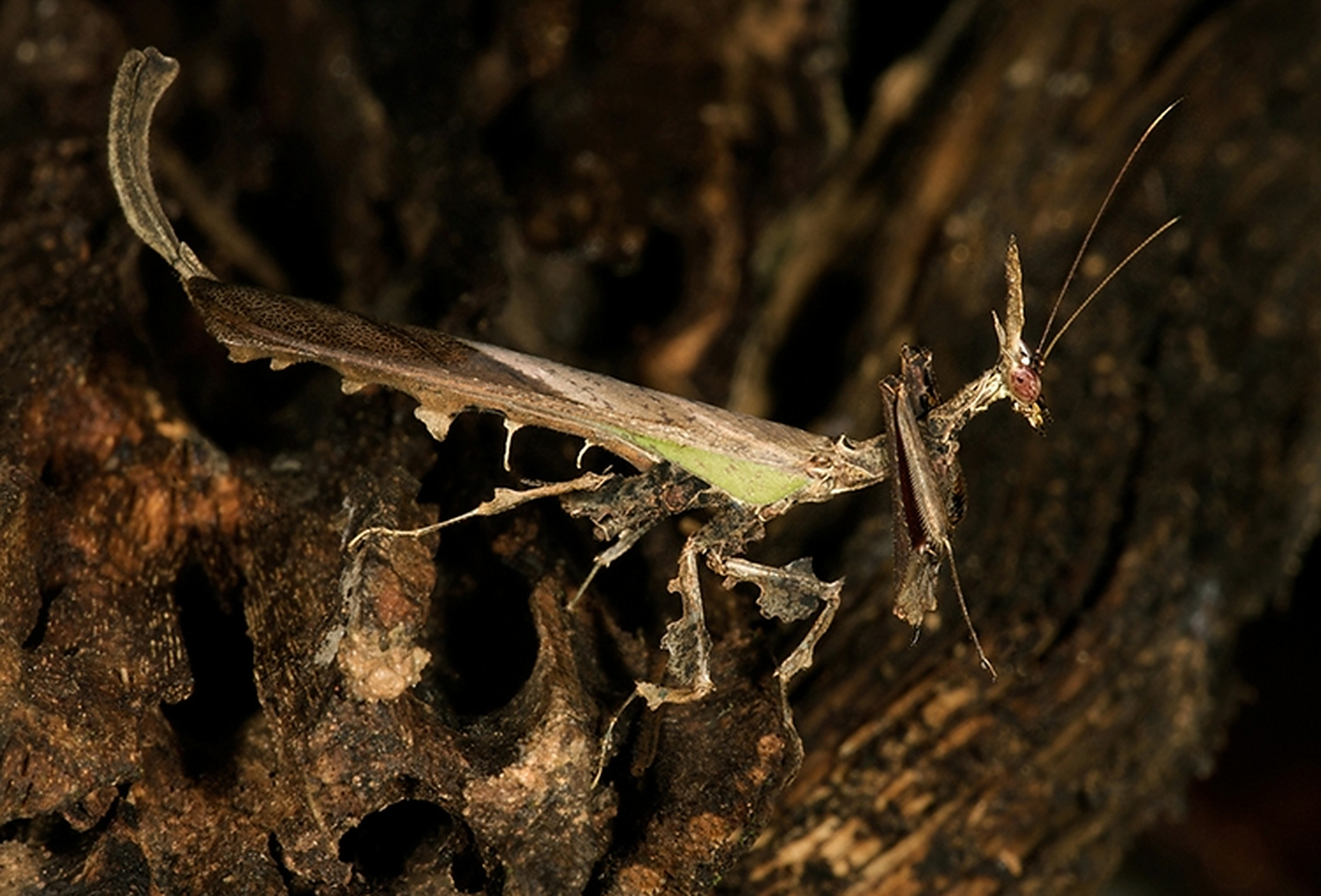 最近想入手龙螳,但是穷,所以只能想想[滑稽]一个就那么贵