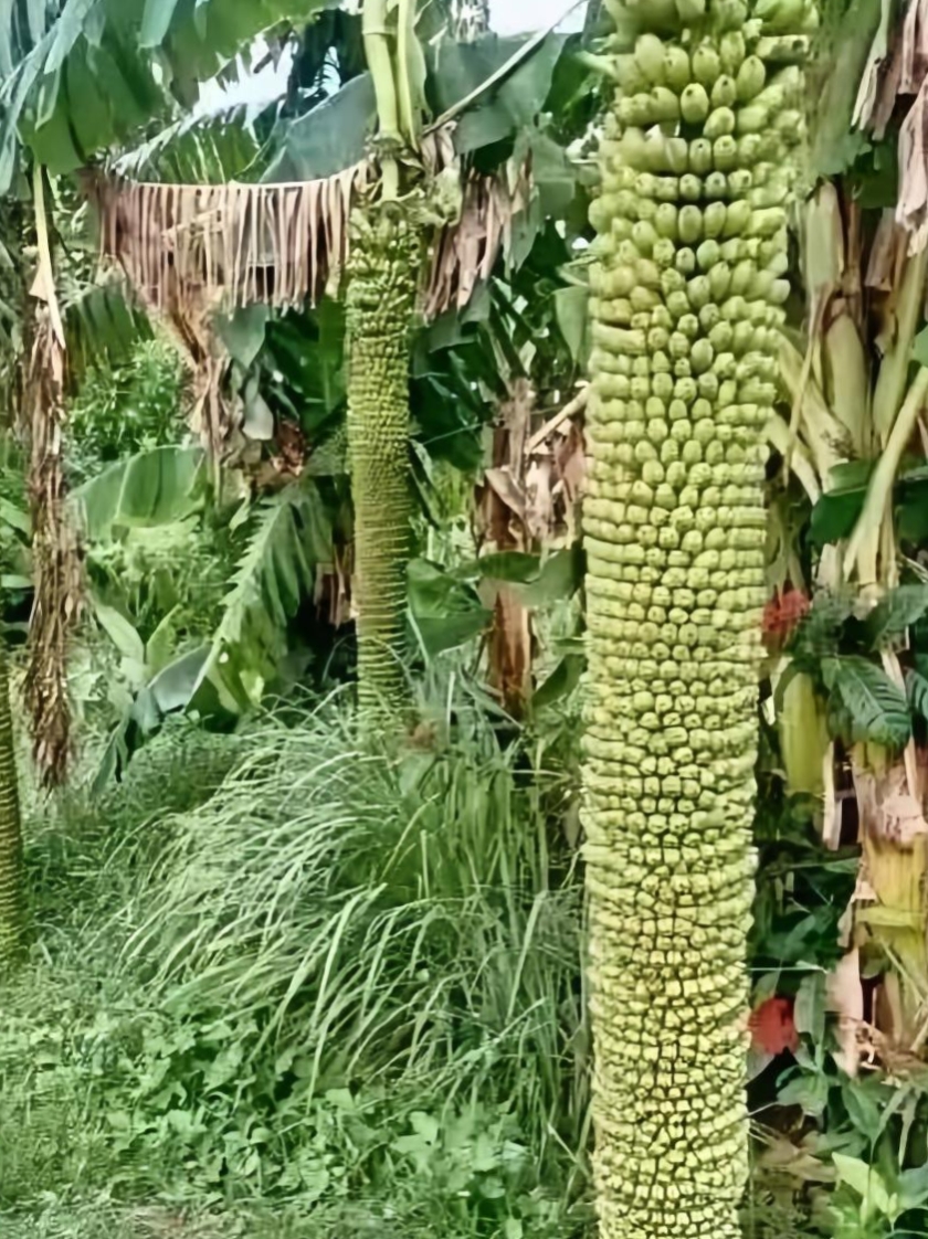 看这棵香蕉树,那挺拔的树干上挂满了密密麻麻的香蕉,果实成百上千,让