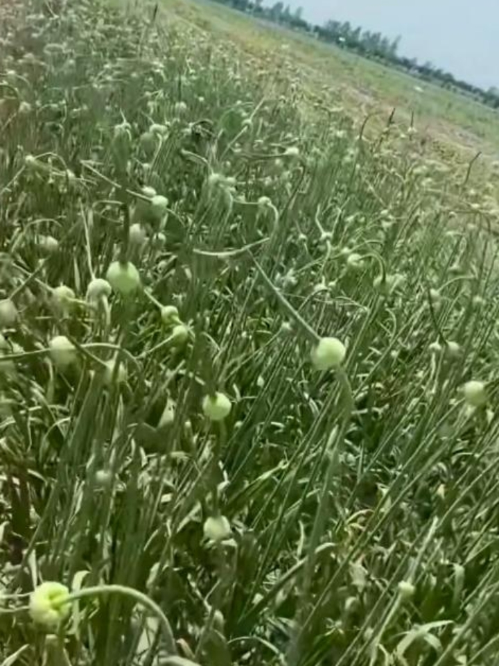 我明白了,以后种植独头蒜时,如果用两颗这样的种子,要是不抽蒜苔,后果