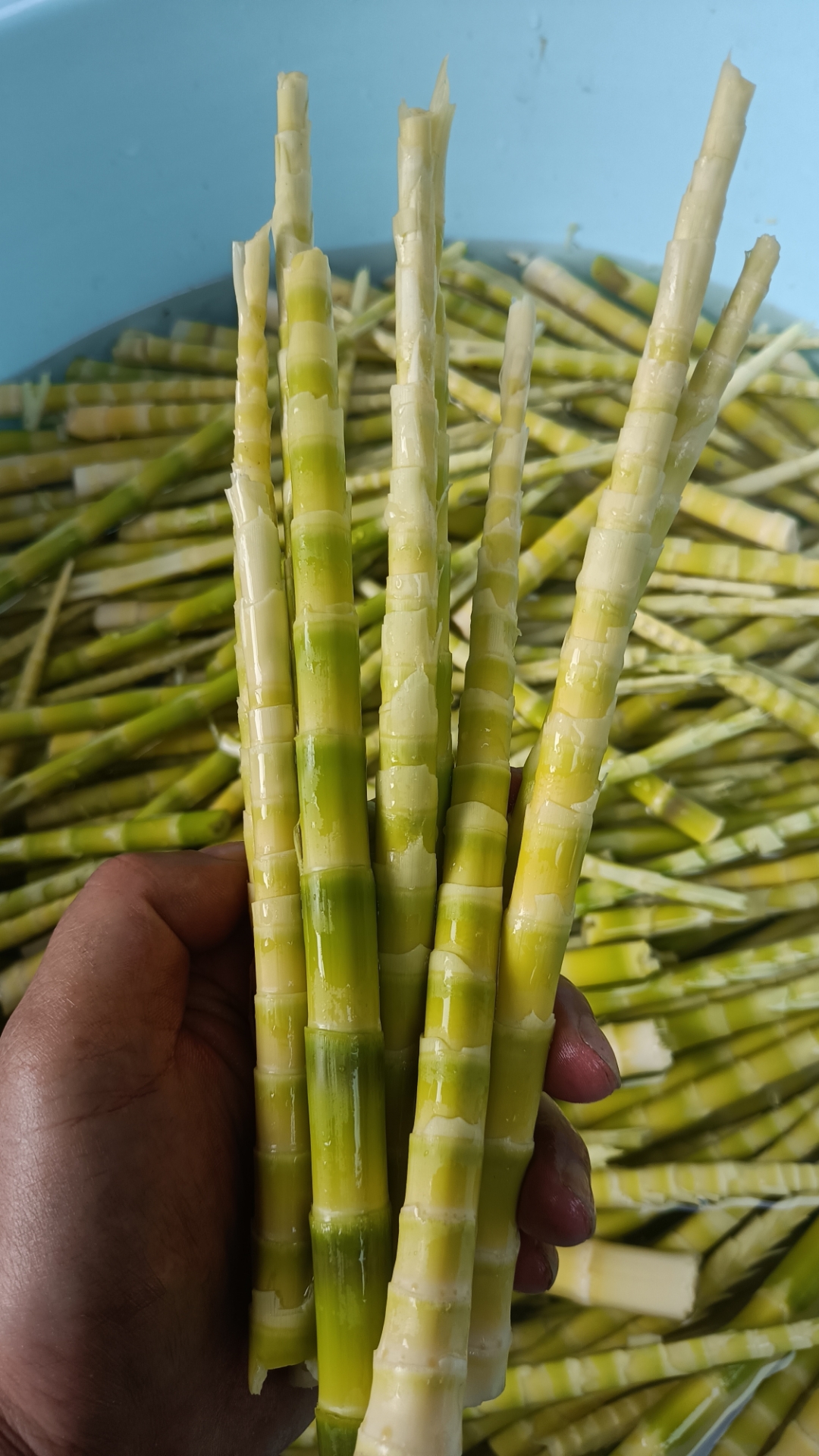 开车一百多公里就是为了吃这一点新鲜竹笋 真嫩啊,没有想吃的,你们