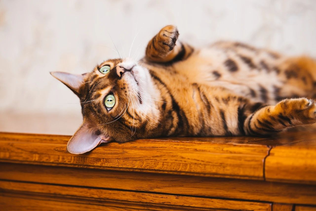 吃斋超度猫-吃斋念佛的小猫 吃斋超度猫-吃斋念佛的小猫