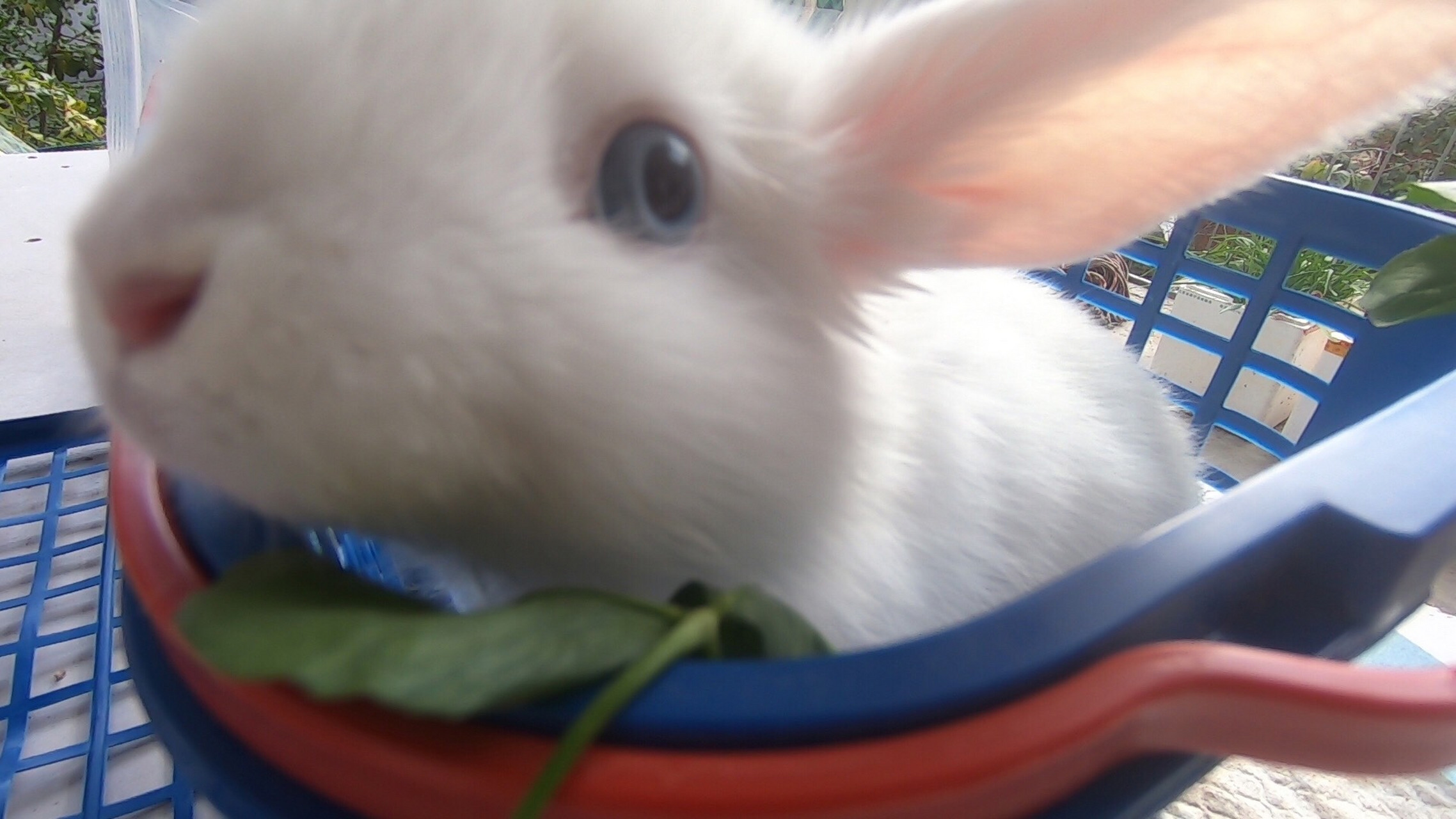 萌宠 蓝眼睛的兔子很罕见,兔子不都是红眼睛的吗?