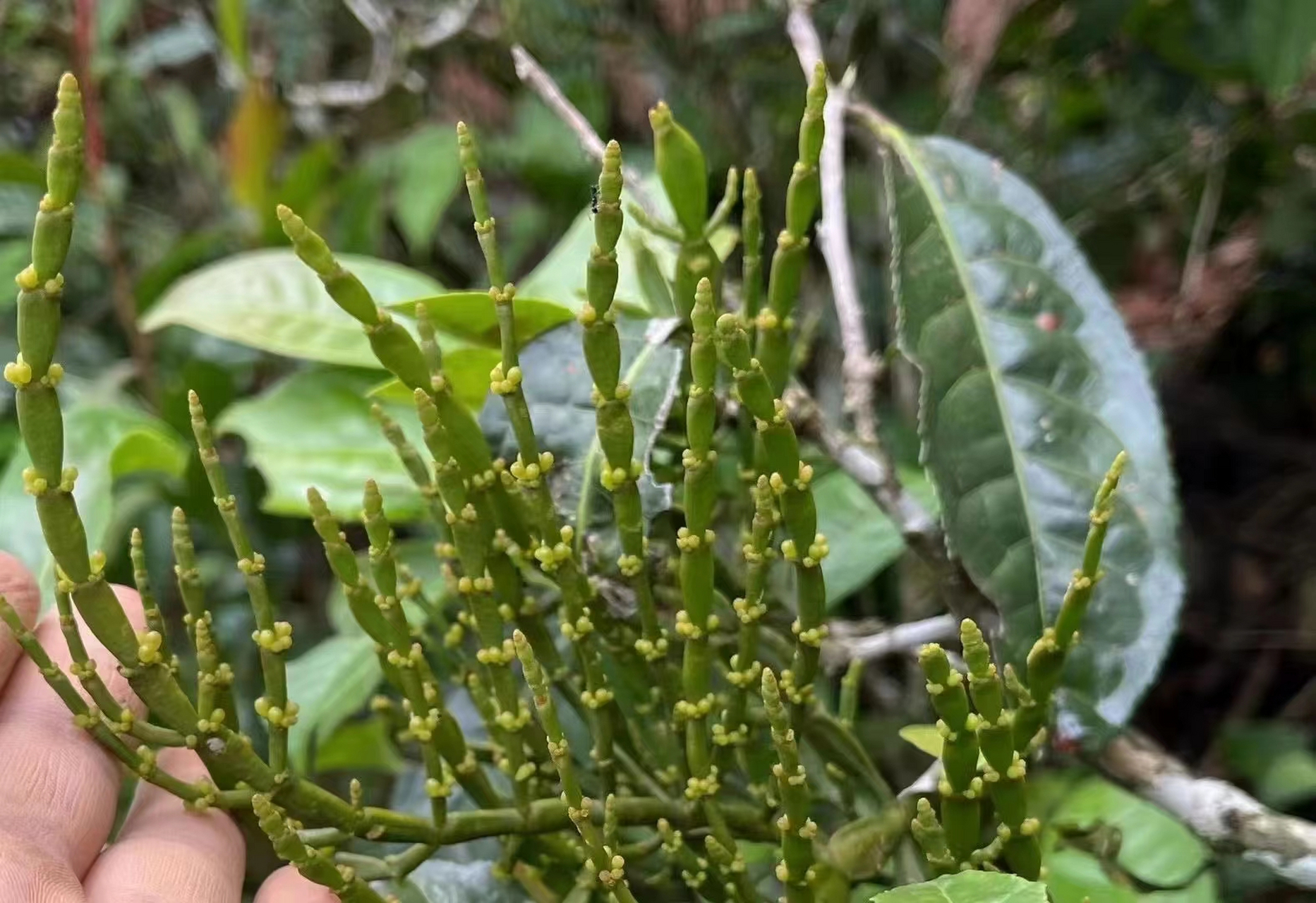 古茶树上的精灵0269♀15～螃蟹脚97