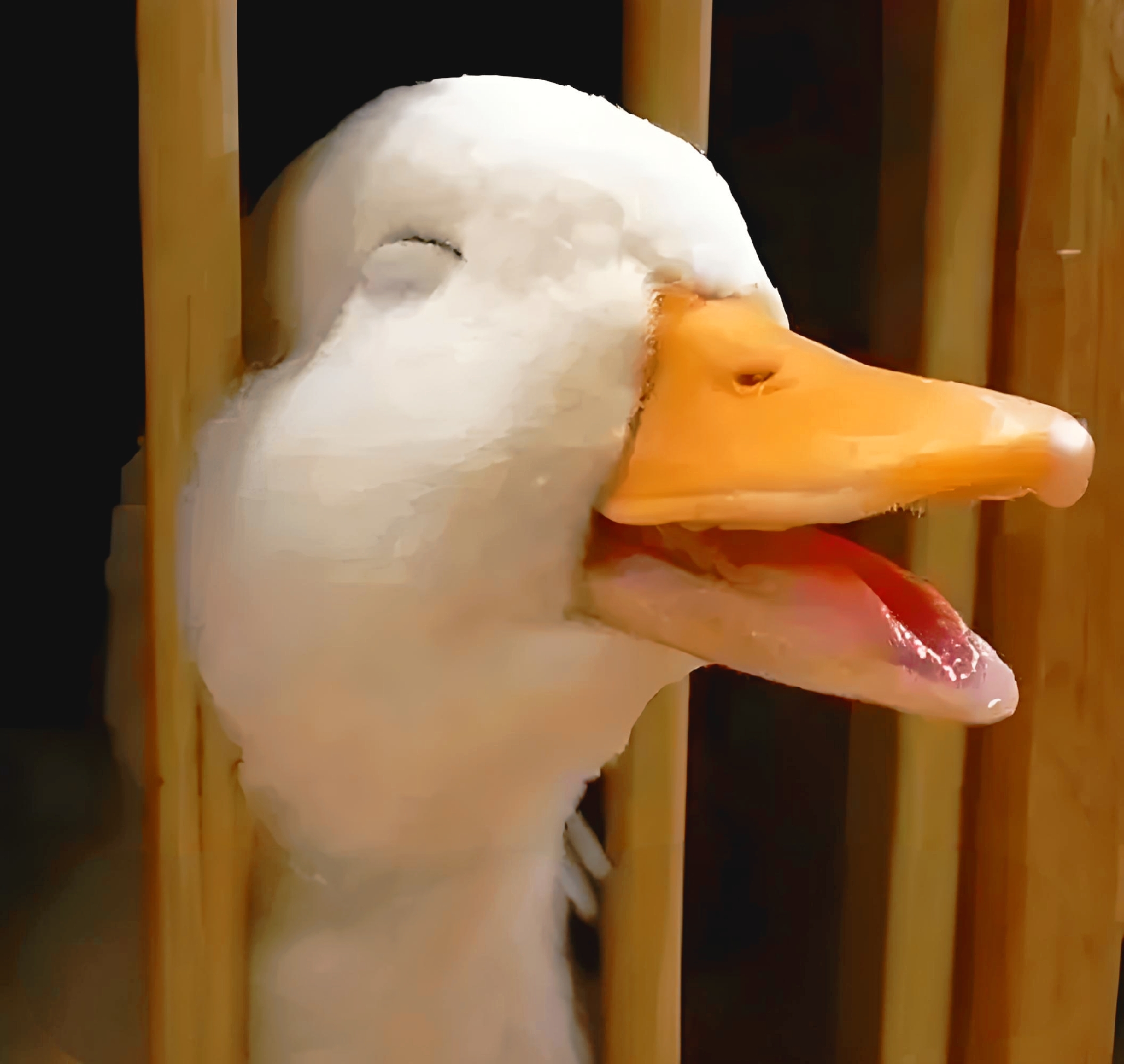 这只ducky真是太治愈了,笑得我心都化了!