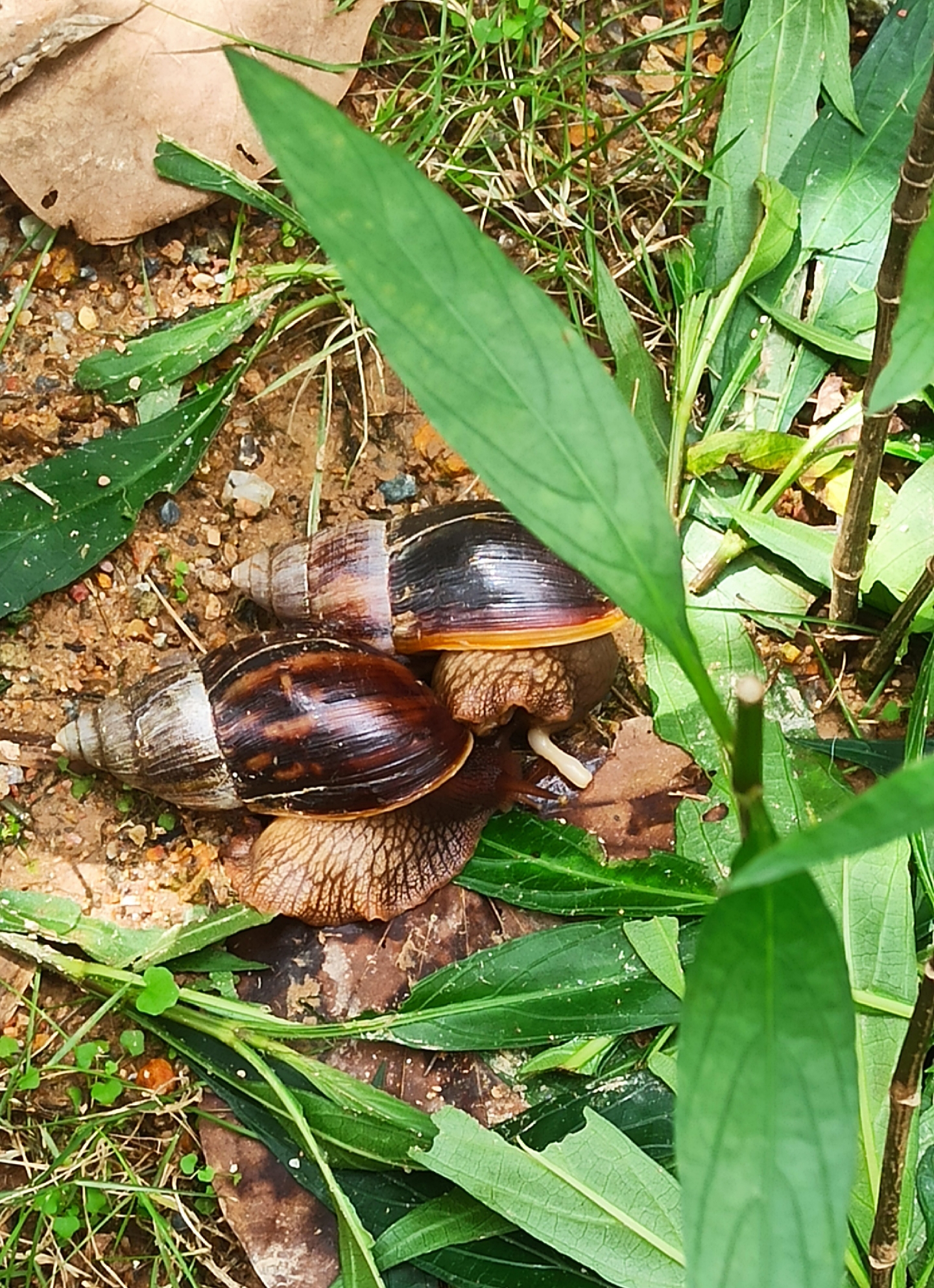 偶遇两只蜗牛