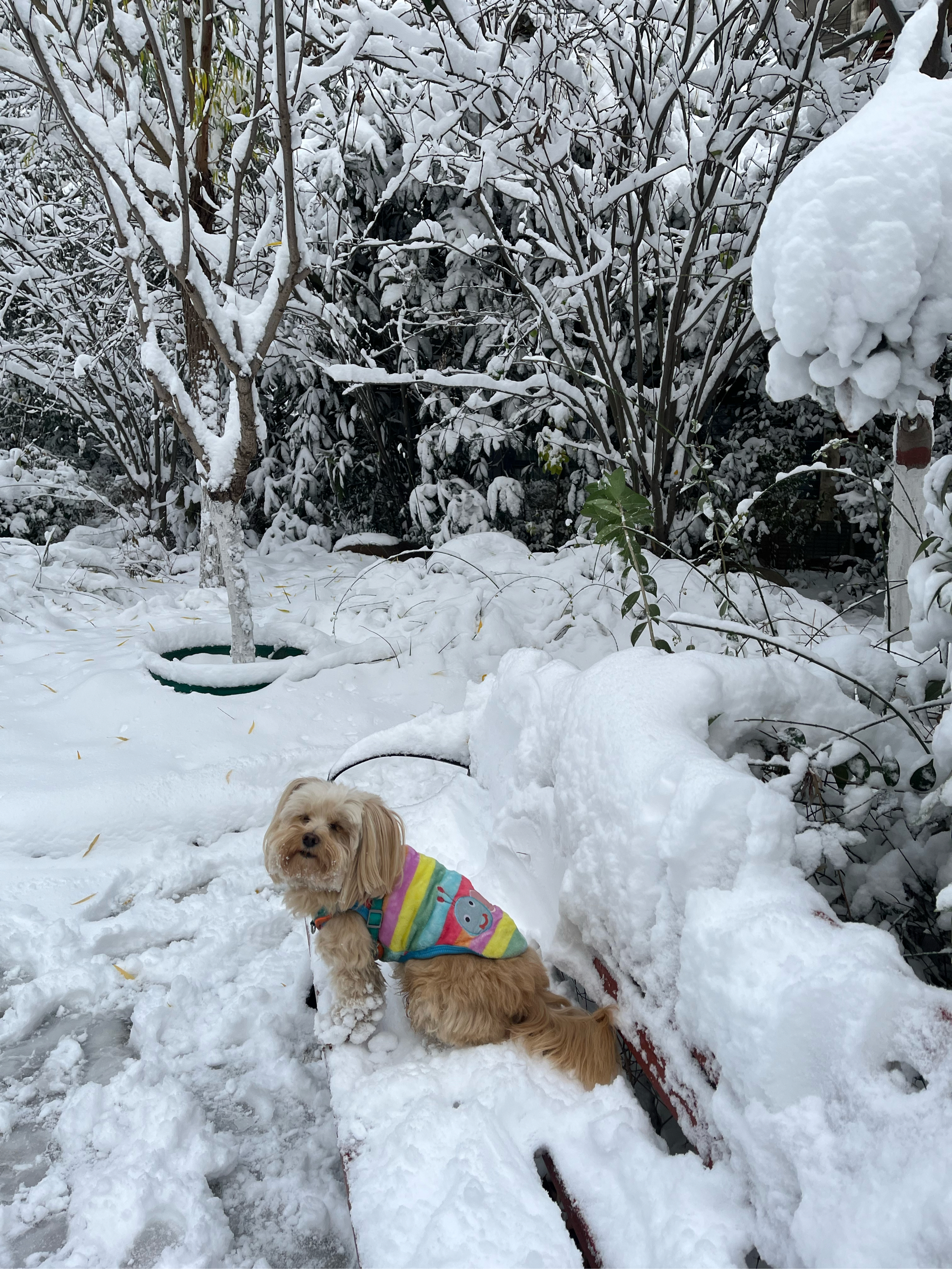 乌云盖雪的狗图片