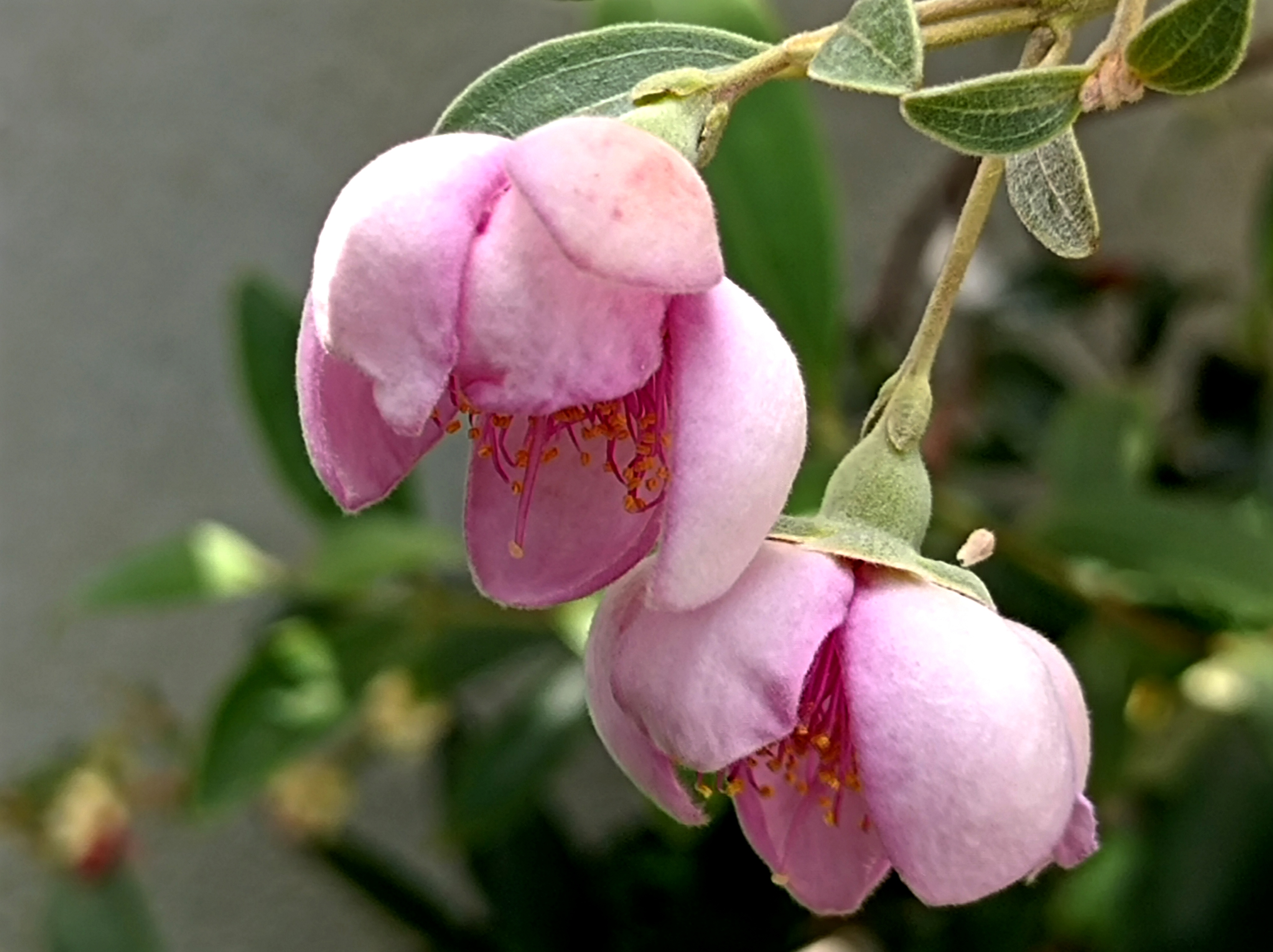 桃金娘花开了,不是很艳丽,但很厚实,很淡雅.