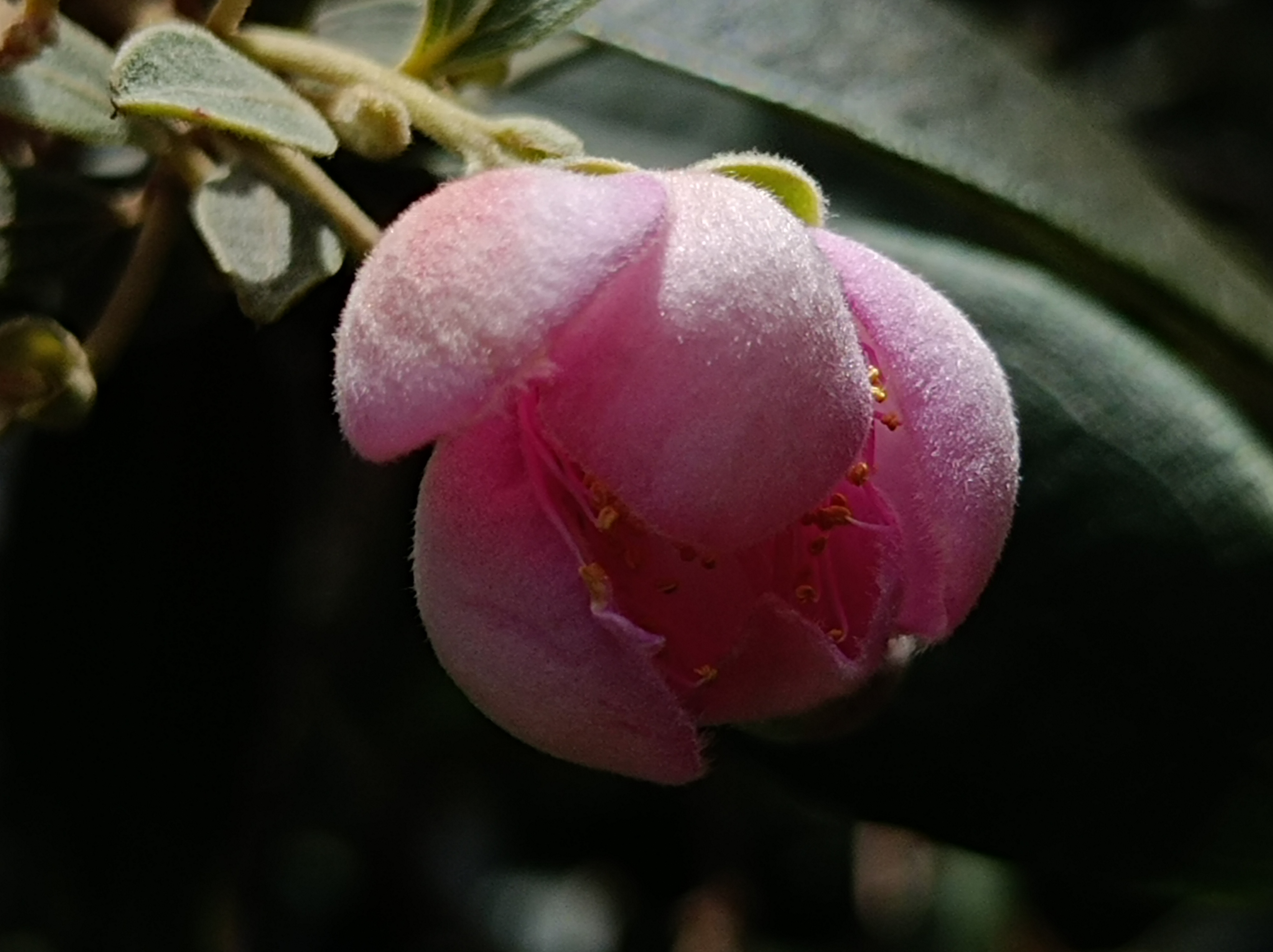 桃金娘花开了,不是很艳丽,但很厚实,很淡雅.