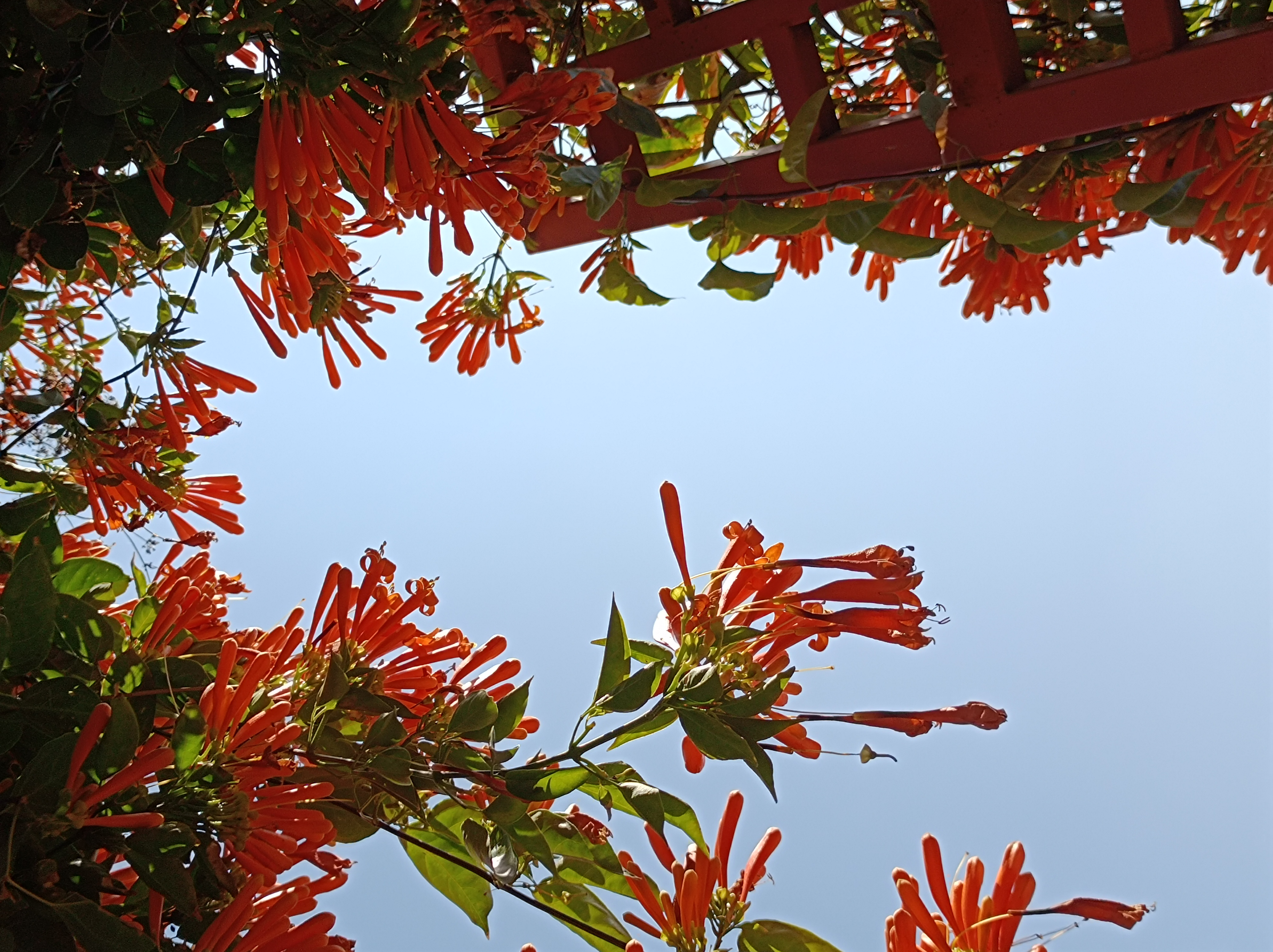 鞭炮花寓意图片