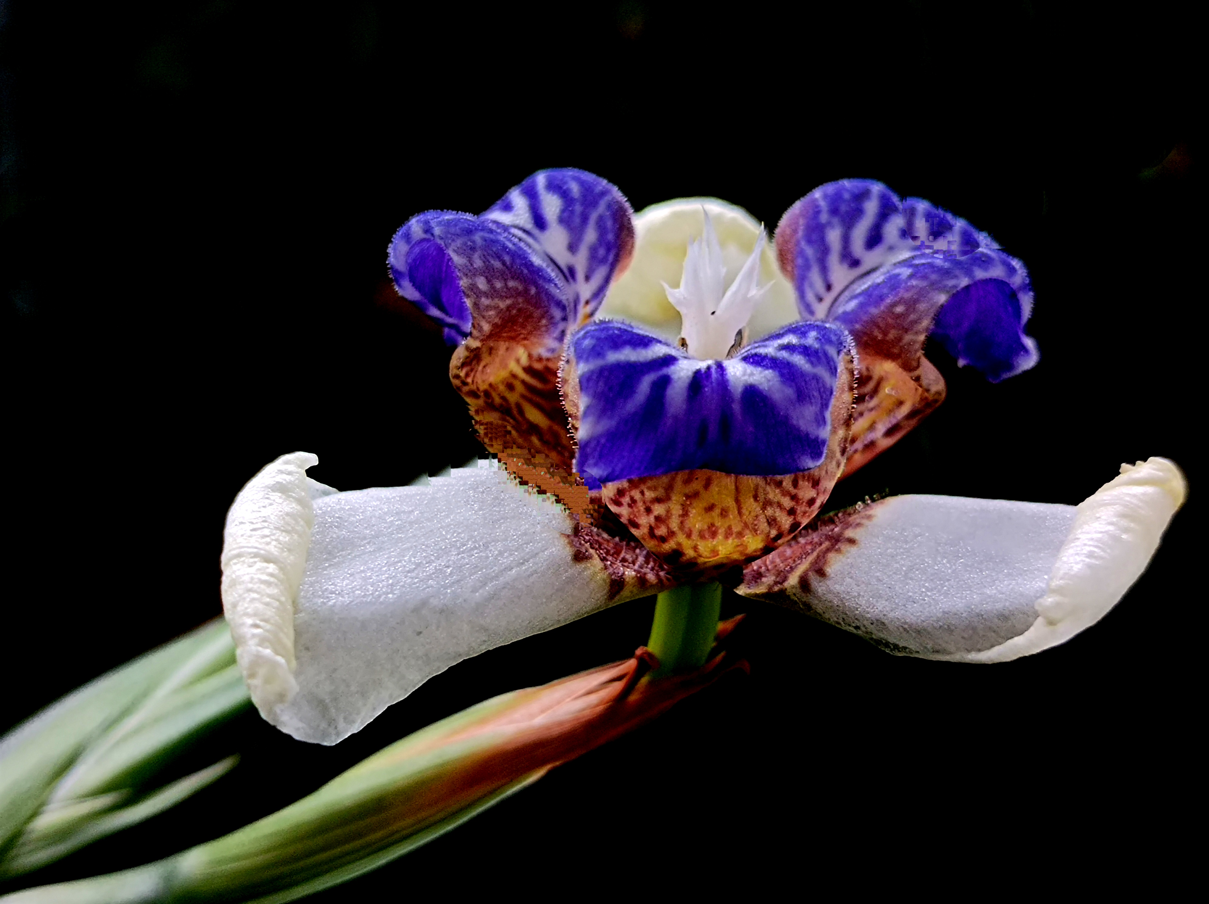 分享图片:巴西鸢尾花.色彩绚丽,带点神秘,风情独特.#摄影爱好者联盟
