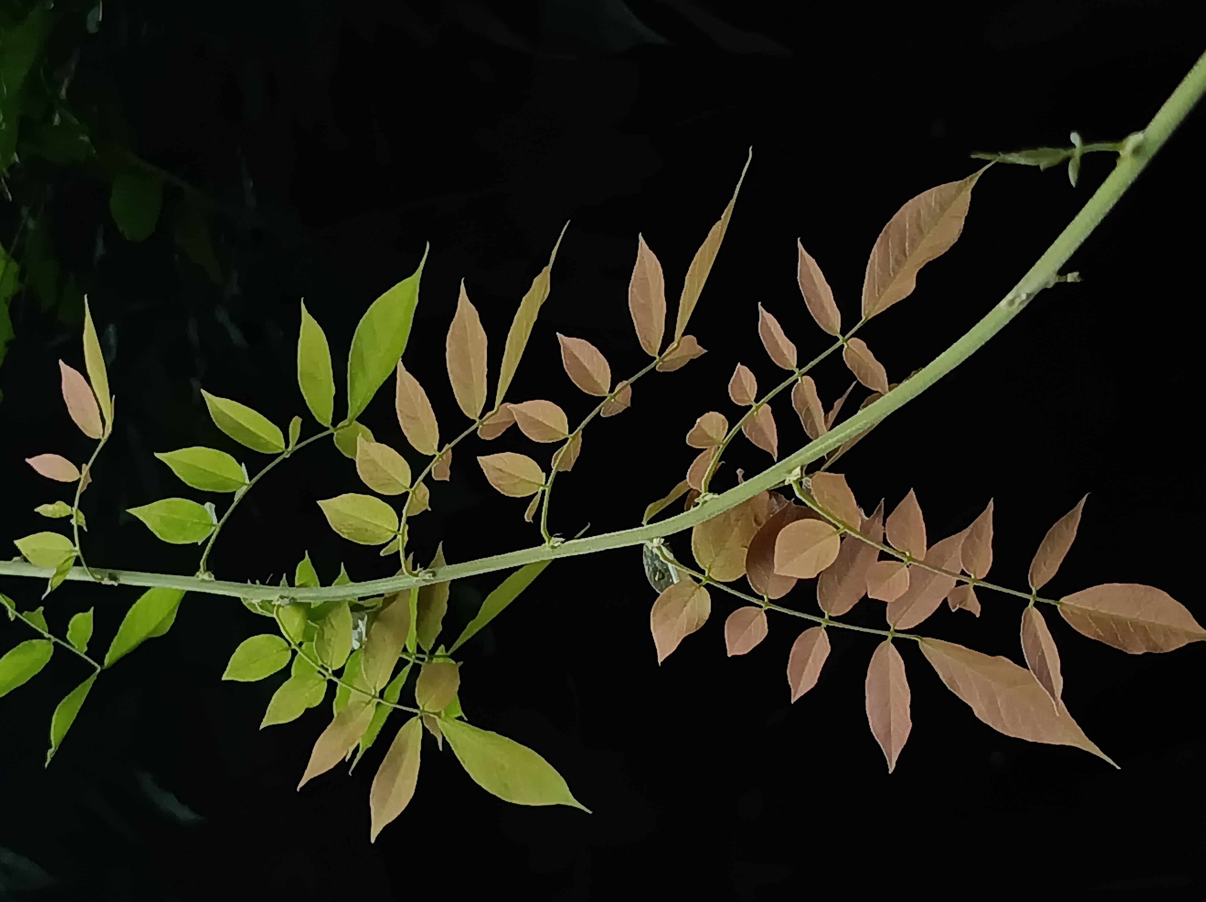 用暗背景来体现叶子的嫩与色彩 主体相对比较突出 #摄影