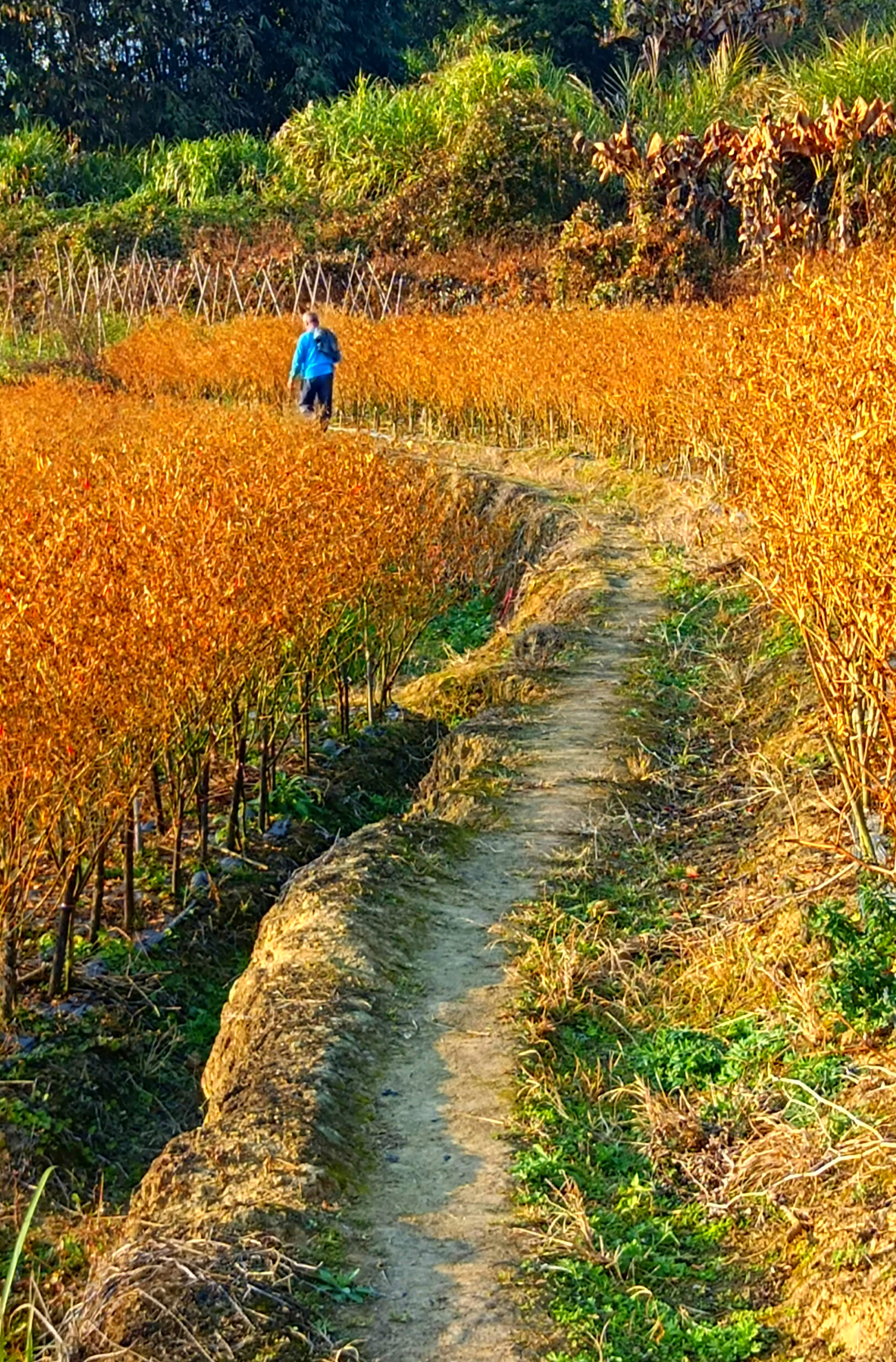 村里小路图片