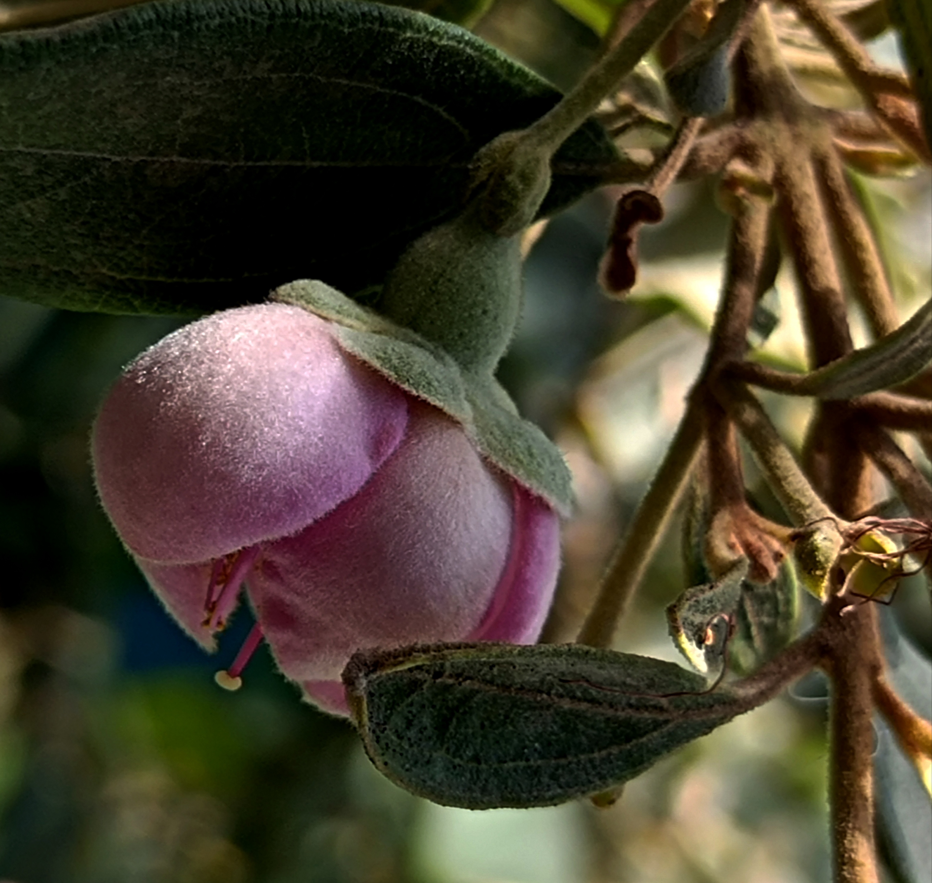 桃金娘花开了,不是很艳丽,但很厚实,很淡雅.