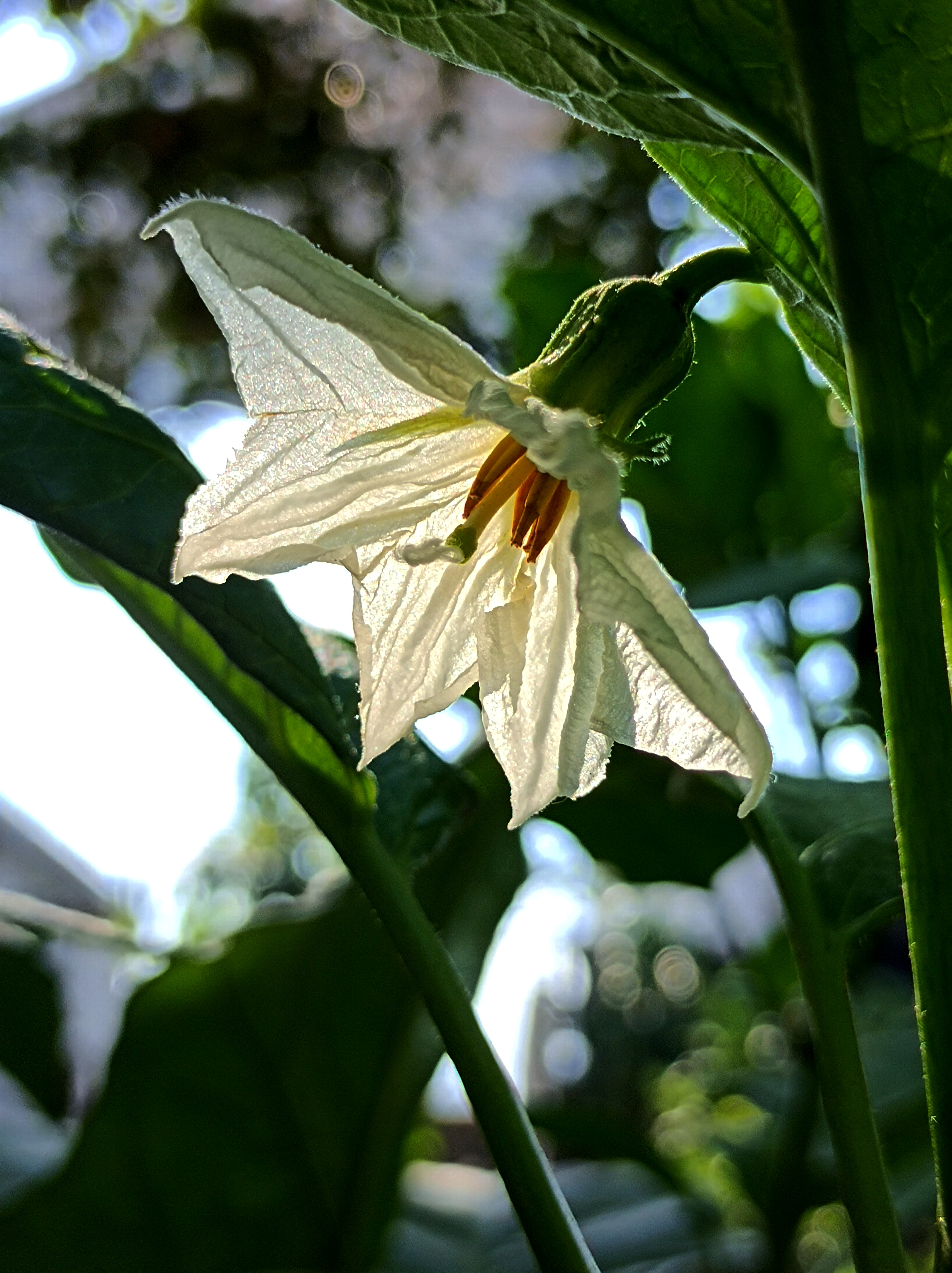 《茄子的花》 茄子花在阳光下 显得通透 更加洁白