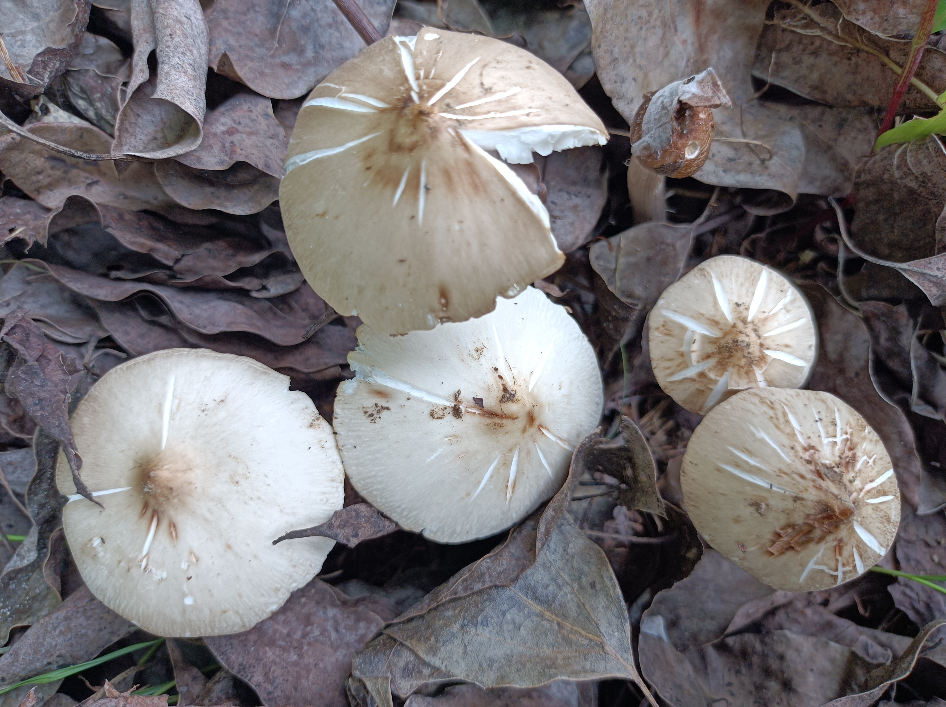 《夏至菇》 新鲜采摘后 和鸡蛋一起煮汤 味道特鲜