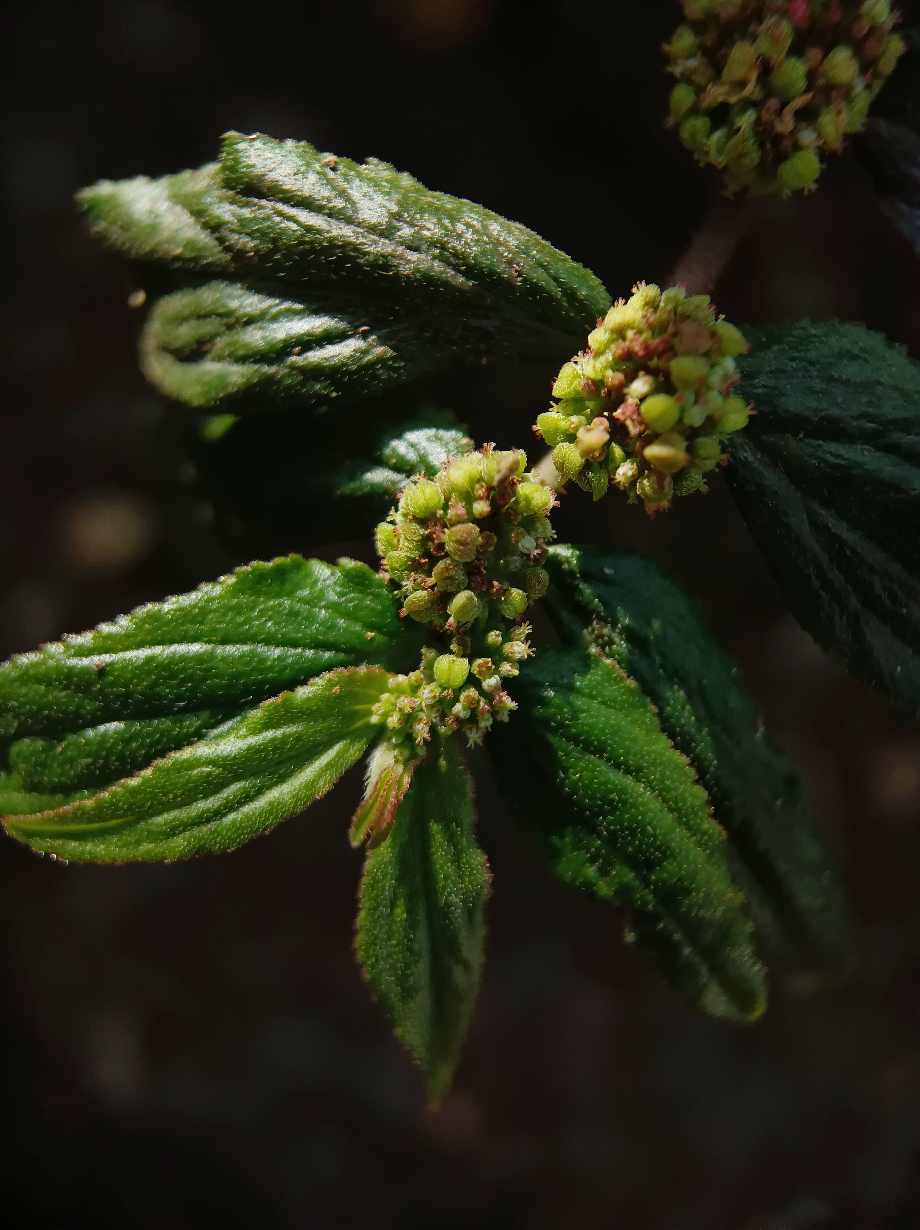 路边的小草,不知叫什么名字