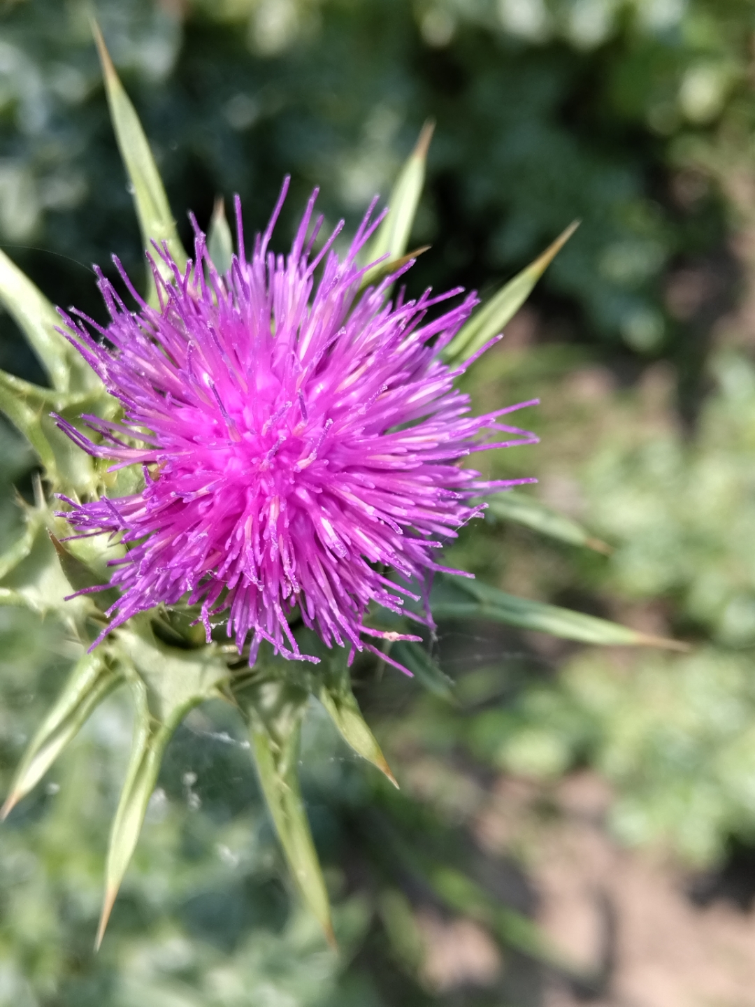 水飞蓟 苏格兰国花 一种药材