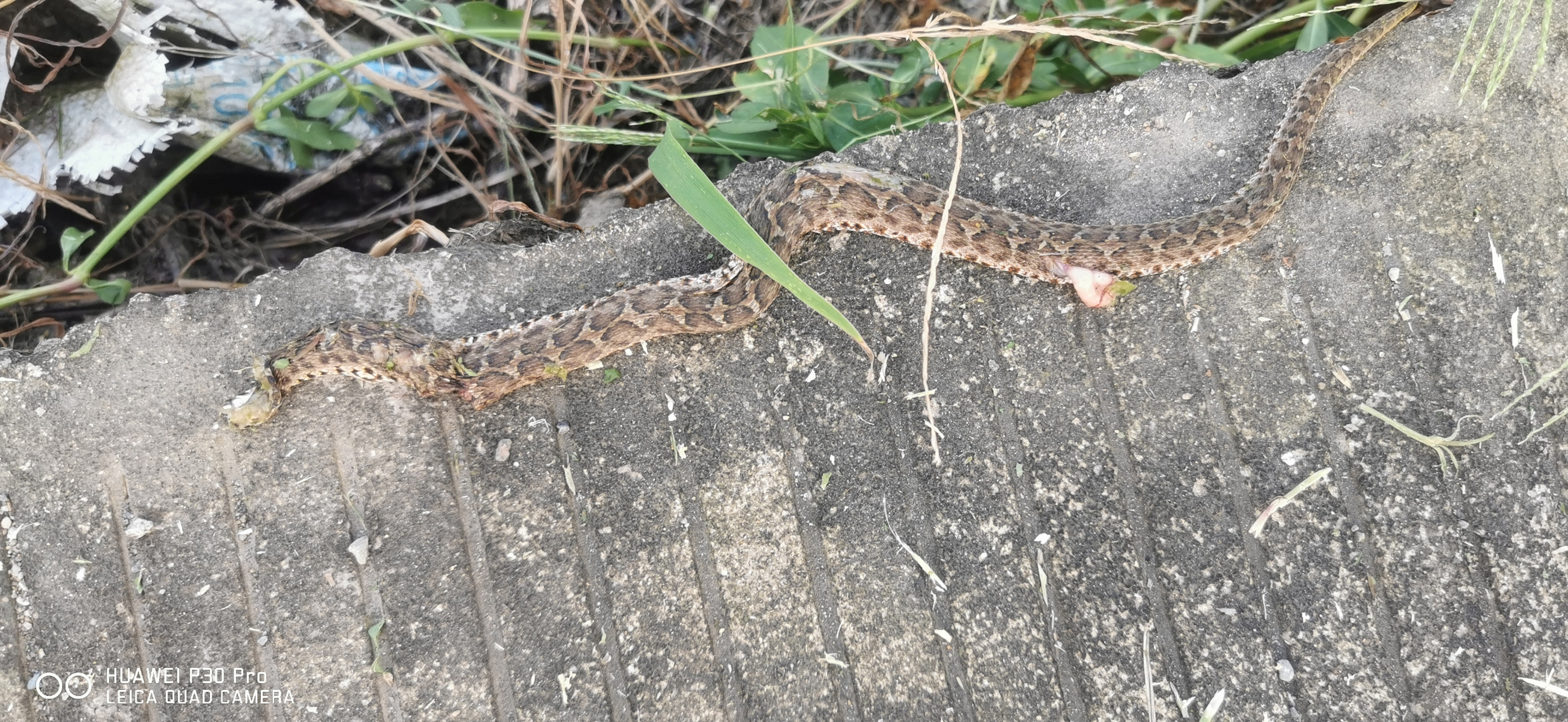 这是什么蛇?我割草的时候割草机把它割死.