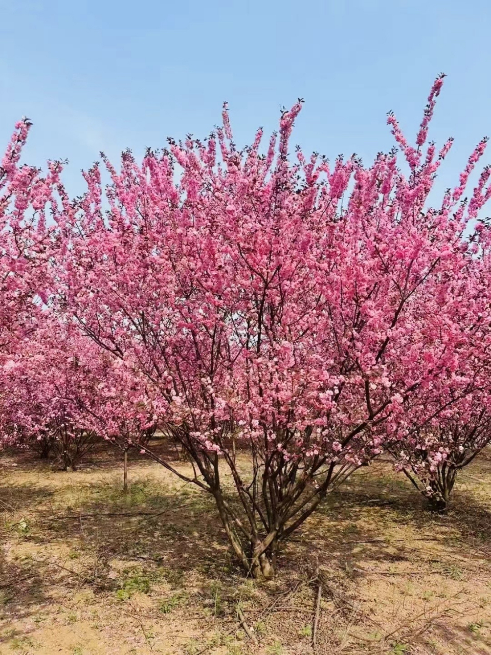 榆叶梅樱花图片