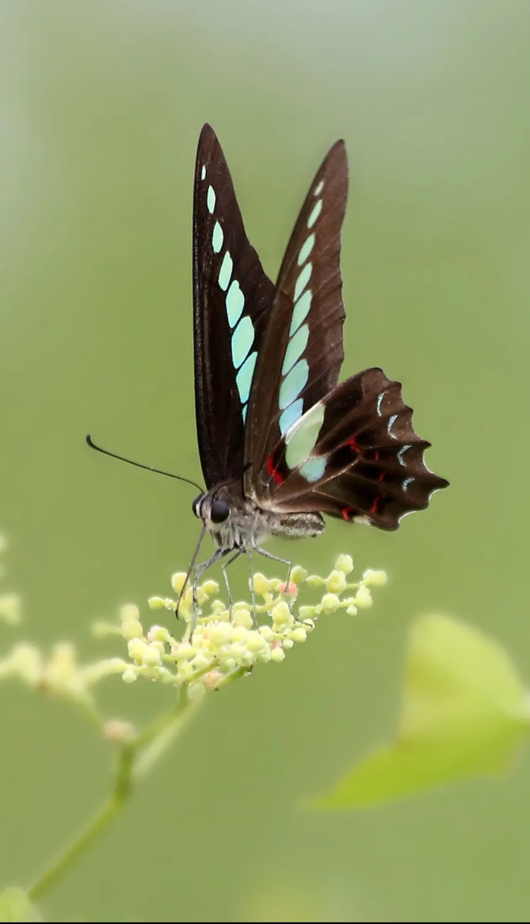 本种幼虫以樟科植物,如樟树等为食,一年多世代,以蛹态越冬!
