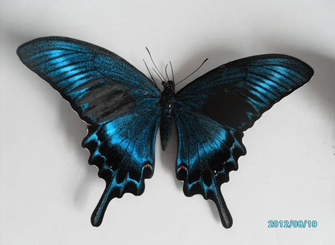 德氏翠凤蝶 德罕翠凤蝶 papilio dehaanii德罕翠凤蝶,又称北方碧凤蝶
