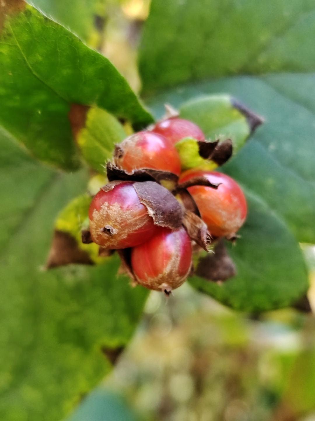 小区发现的这种果子,一起散步的大妈说这个可以摘来泡酒,有舒筋活血