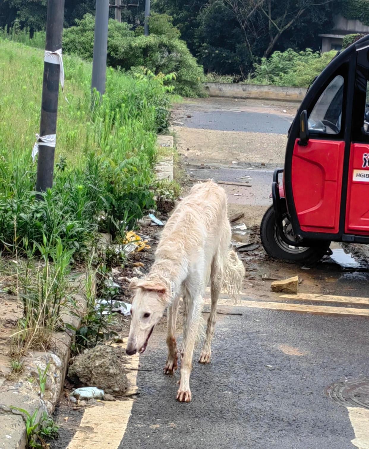 吃完晚饭出门散步,看到公路对走着一条长相奇特的狗狗,听说这种狗狗很