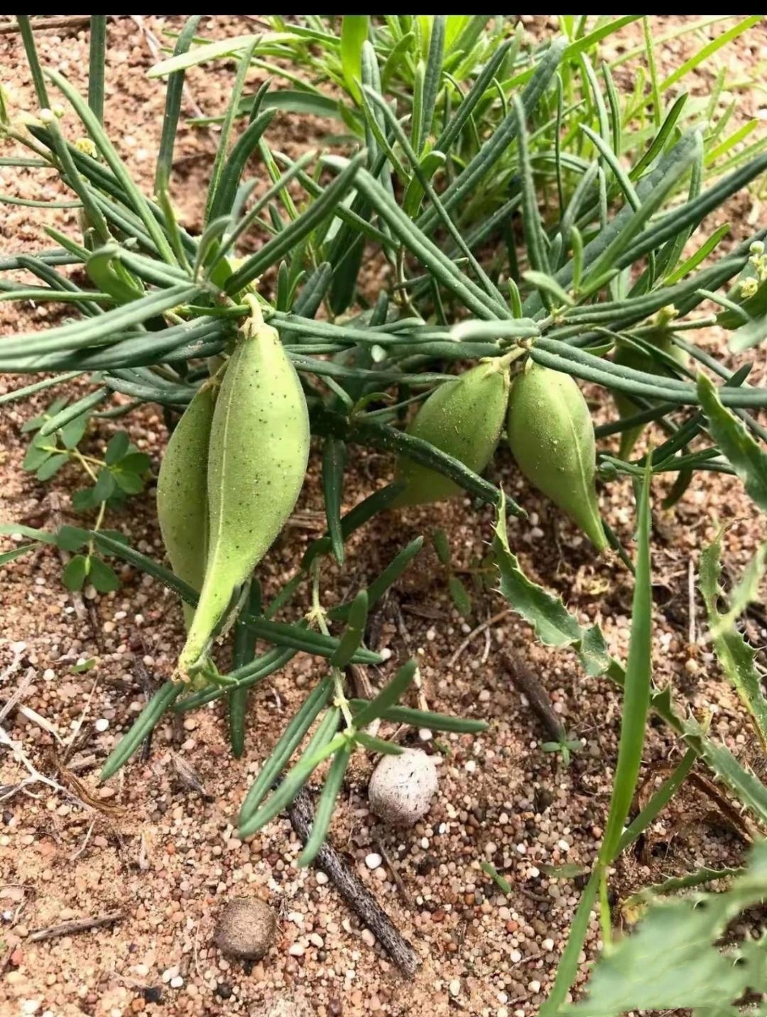 驴龙尖野菜图图片