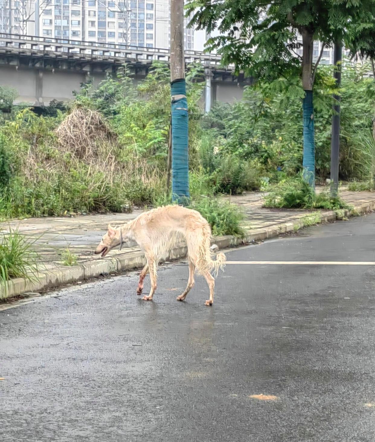 吃完晚饭出门散步,看到公路对走着一条长相奇特的狗狗,听说这种狗狗很
