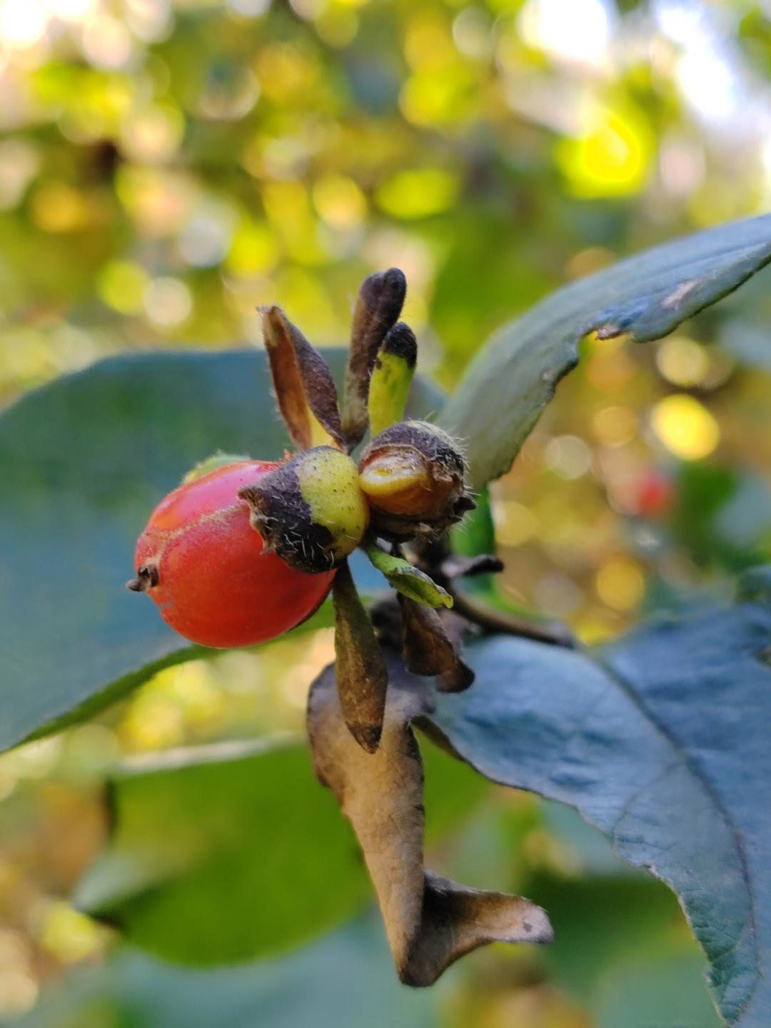 小区发现的这种果子,一起散步的大妈说这个可以摘来泡酒,有舒筋活血