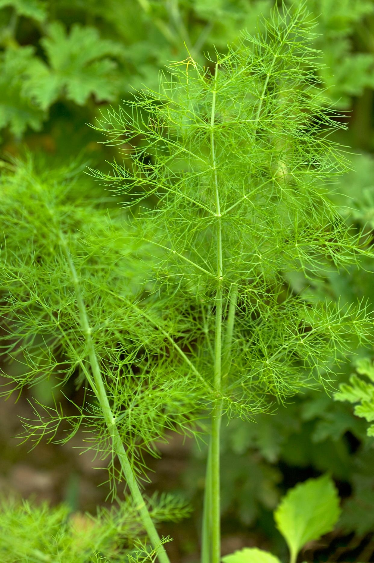 山糍粑植物图片